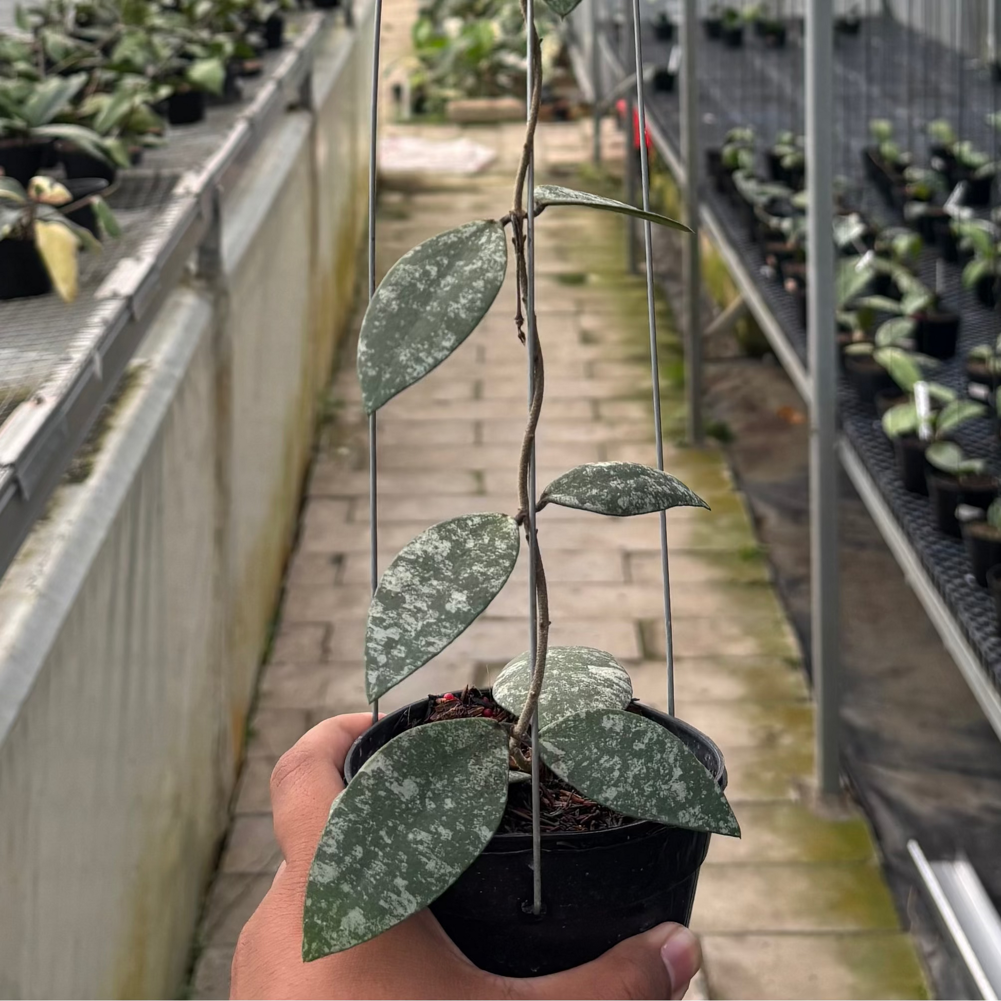Hoya Flagellata Splash - Indonesian Rare Plants