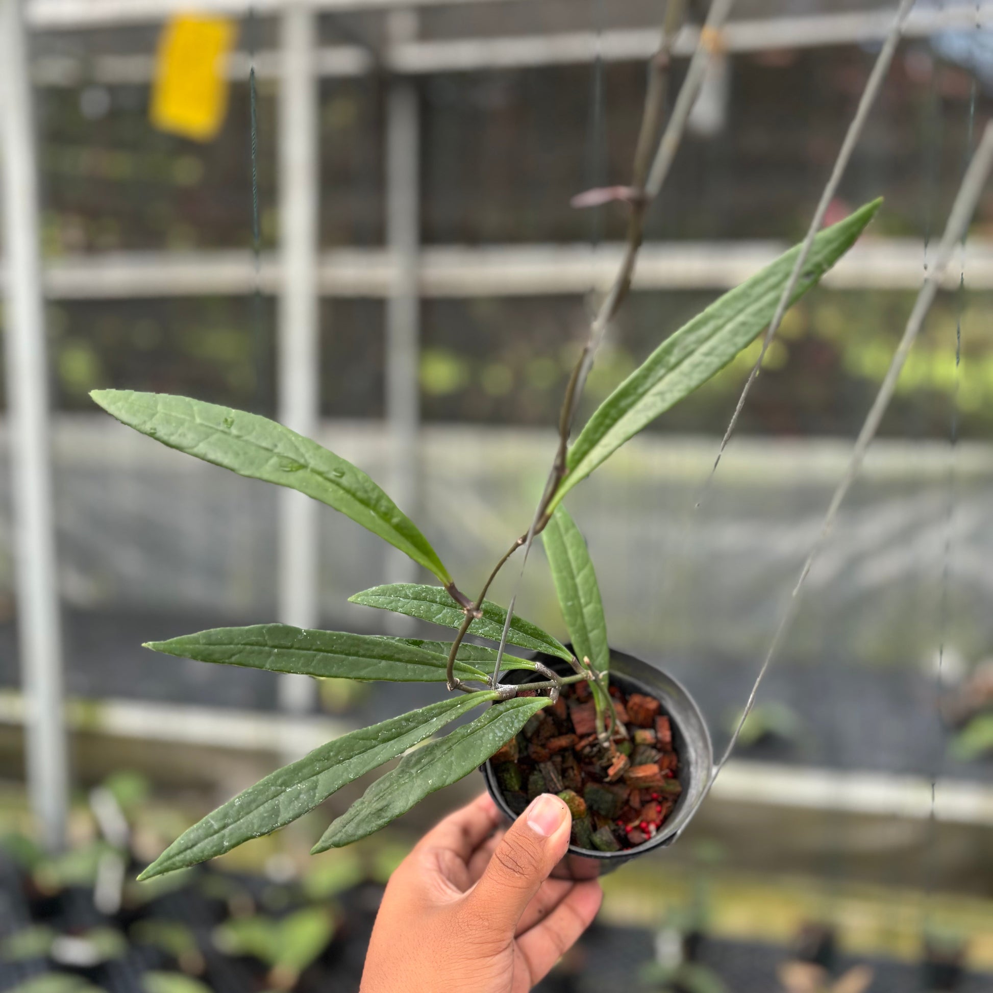 Hoya Sulawesiana Long Leaf - Indonesian Rare Plants
