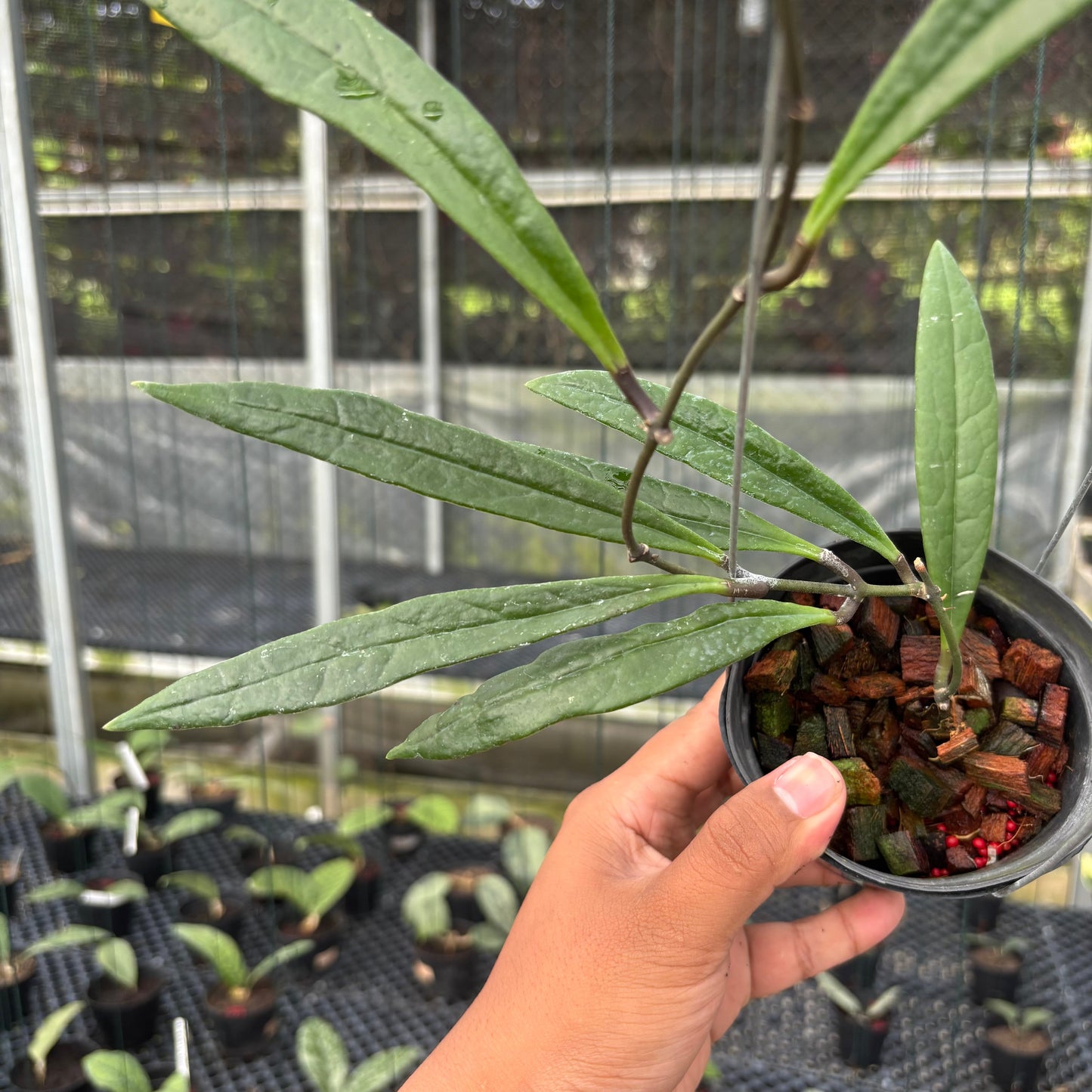Hoya Sulawesiana Long Leaf