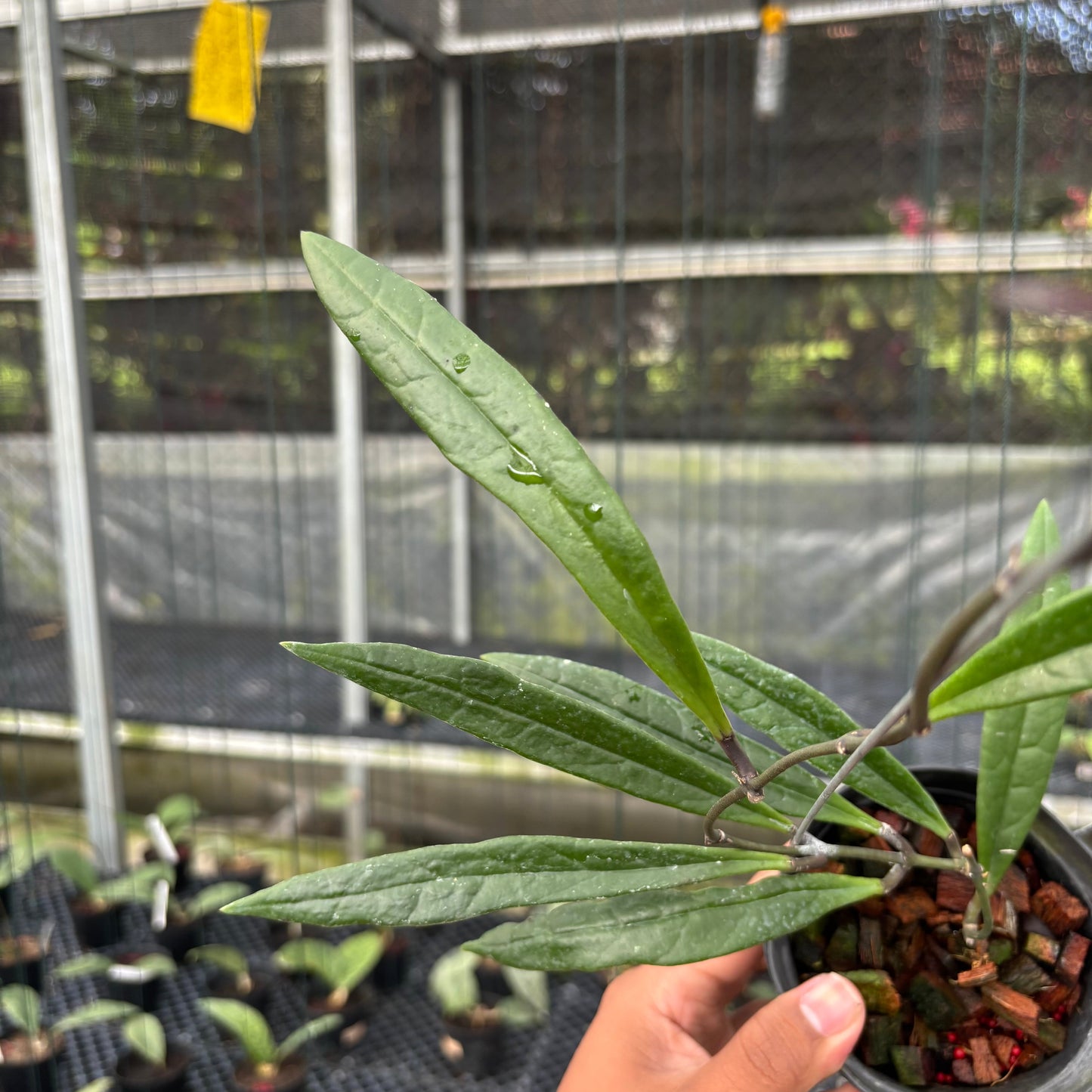 Hoya Sulawesiana Long Leaf