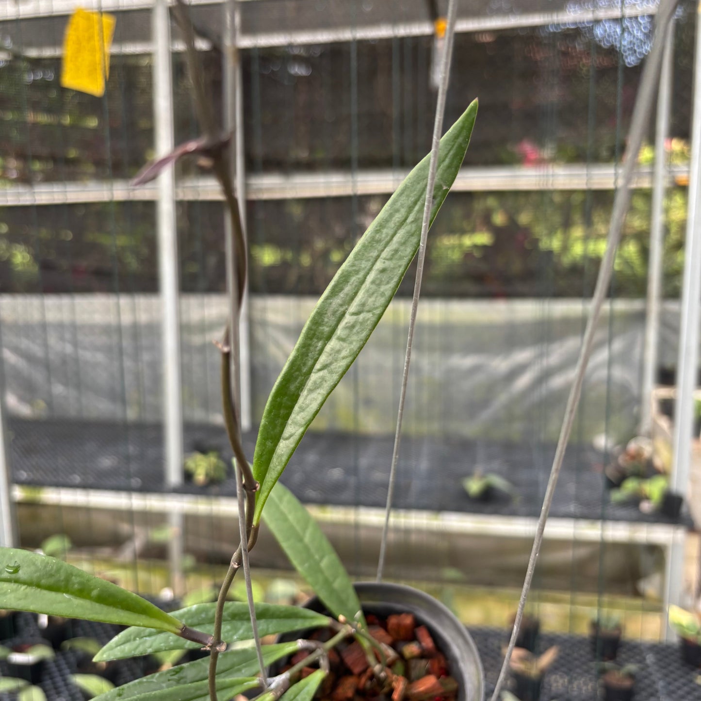 Hoya Sulawesiana Long Leaf