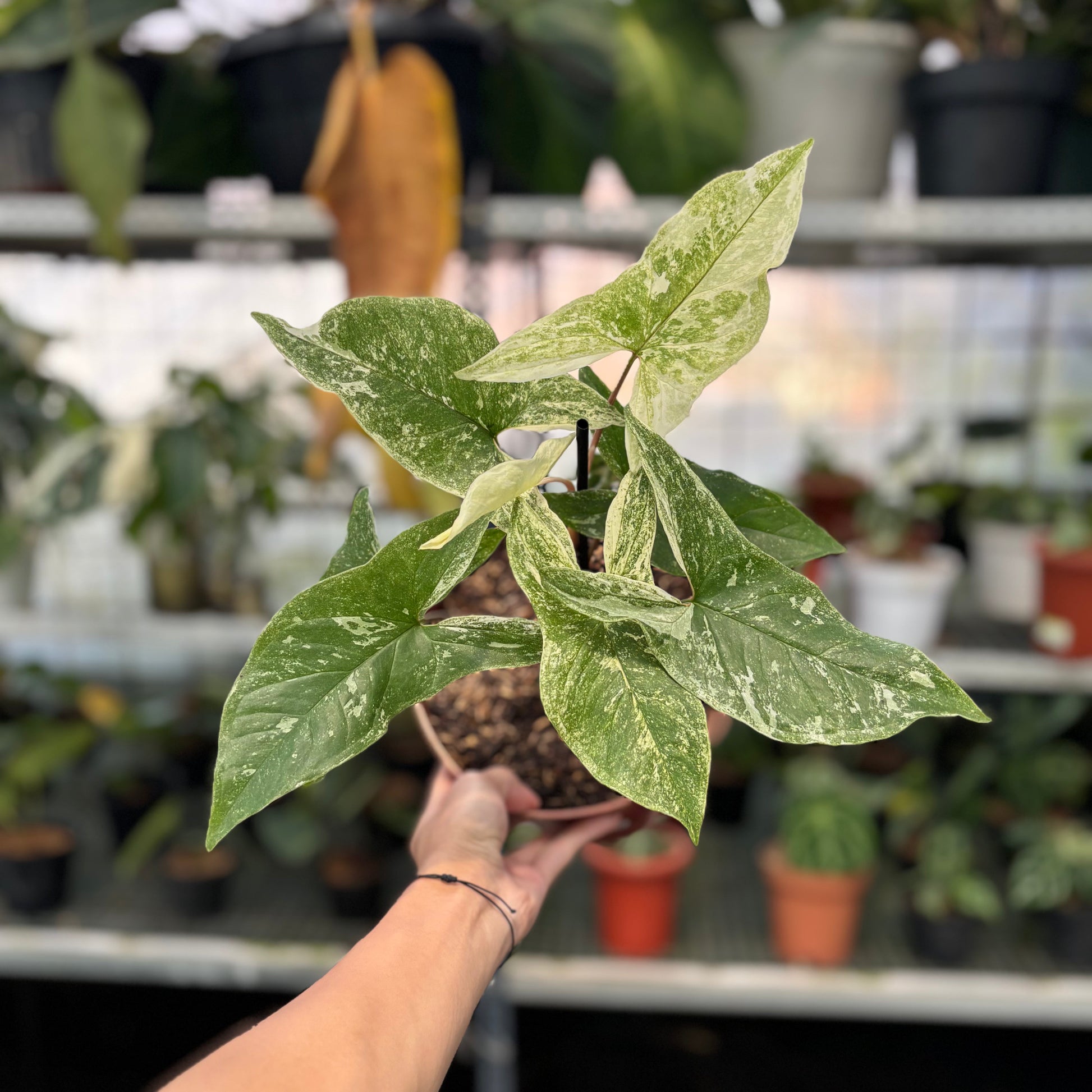 Syngonium Mint Java - Indonesian Rare Plants