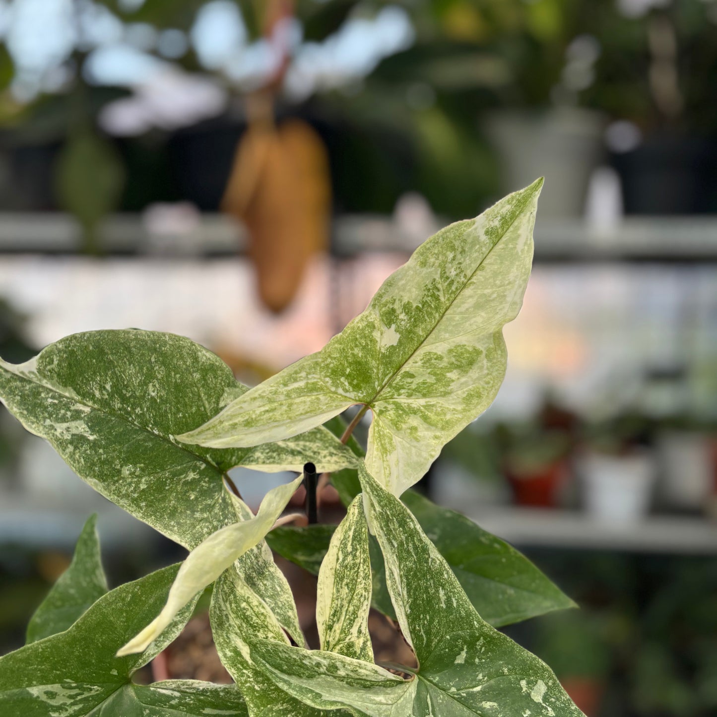 Syngonium Mint Java