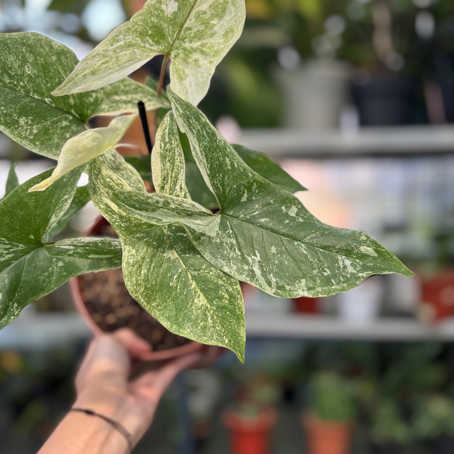 Syngonium Mint Java