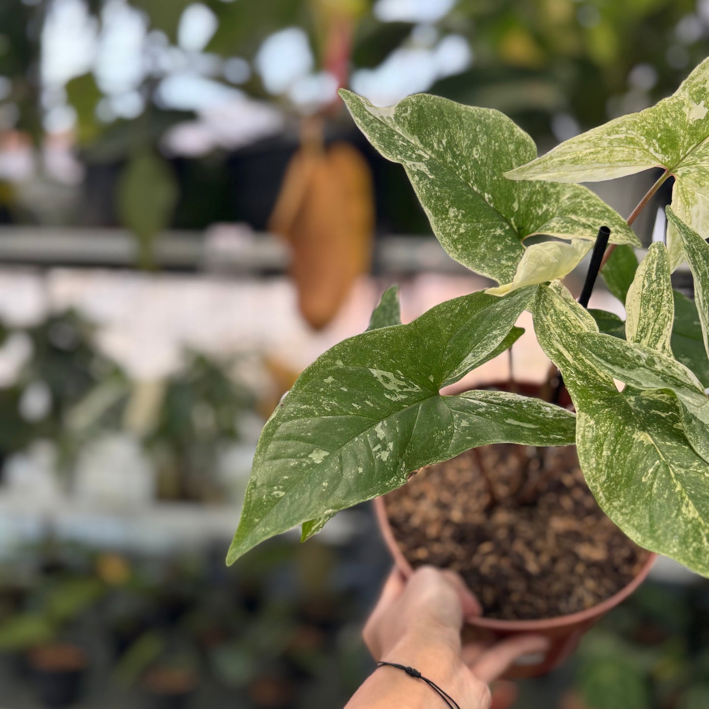 Syngonium Mint Java