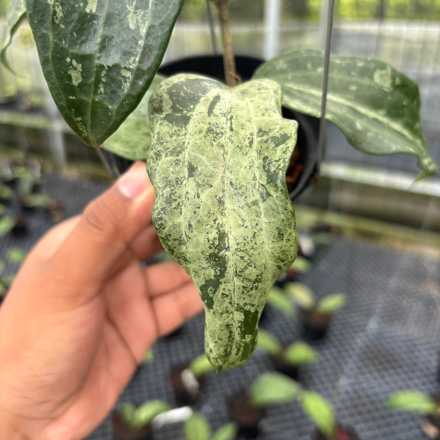 Hoya Macrophylla High Splash