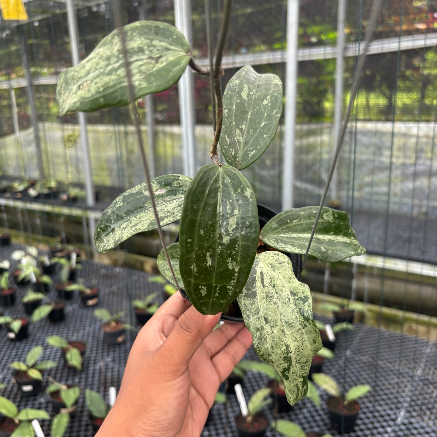 Hoya Macrophylla High Splash - Indonesian Rare Plants