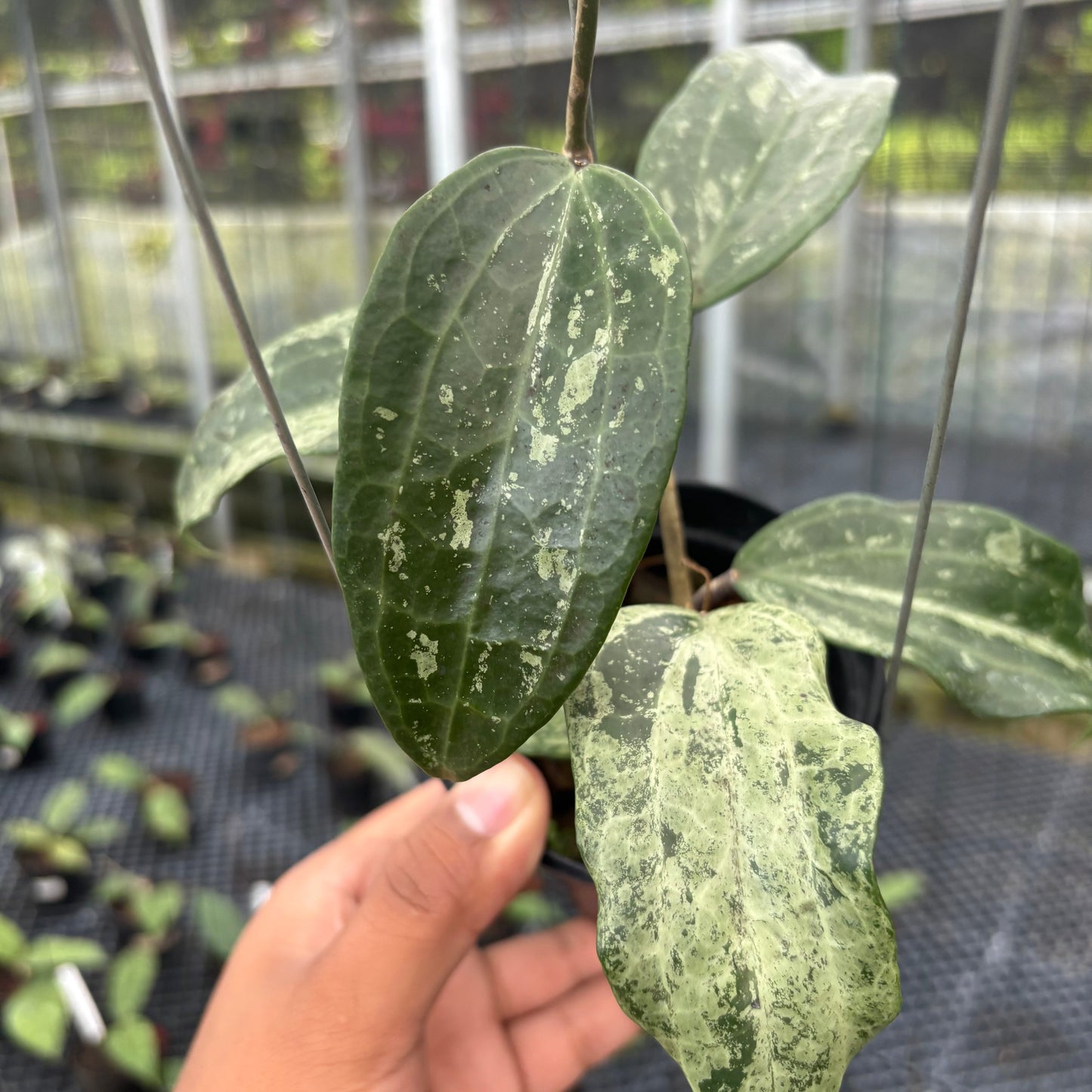 Hoya Macrophylla High Splash