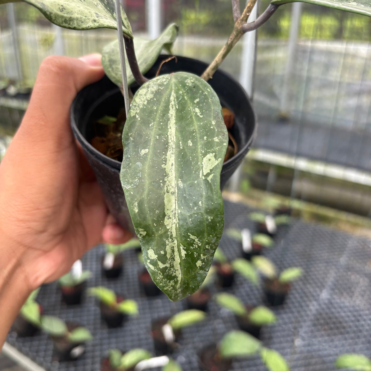 Hoya Macrophylla High Splash