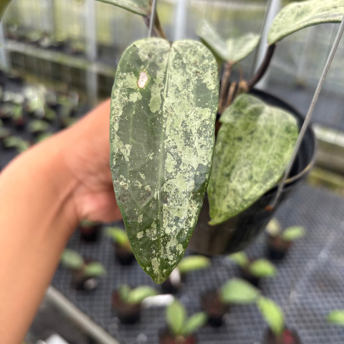 Hoya Macrophylla High Splash