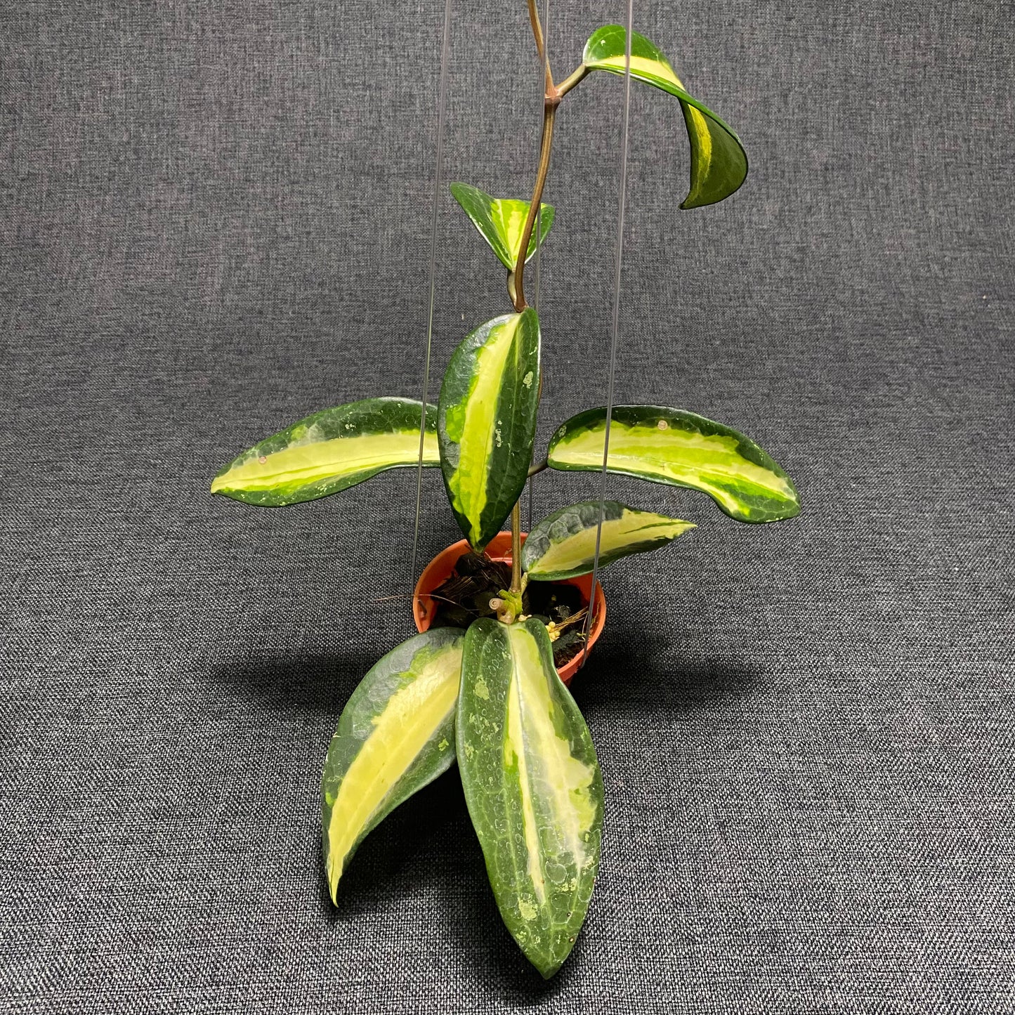 Hoya Latifolia Inner Var West Java - Indonesian Rare Plants