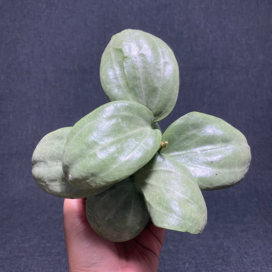 Hoya Latifolia 'Sarawak' Silver - Indonesian Rare Plants