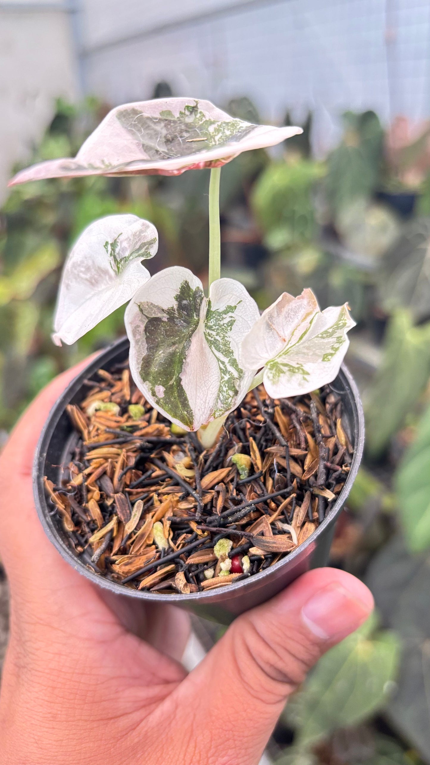 Alocasia Cuprea Pink Variegated