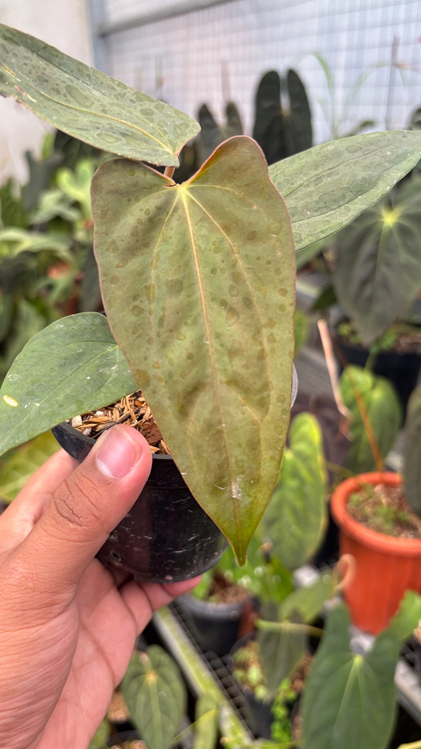 Anthurium Portilae Indo x RL — photo 2
