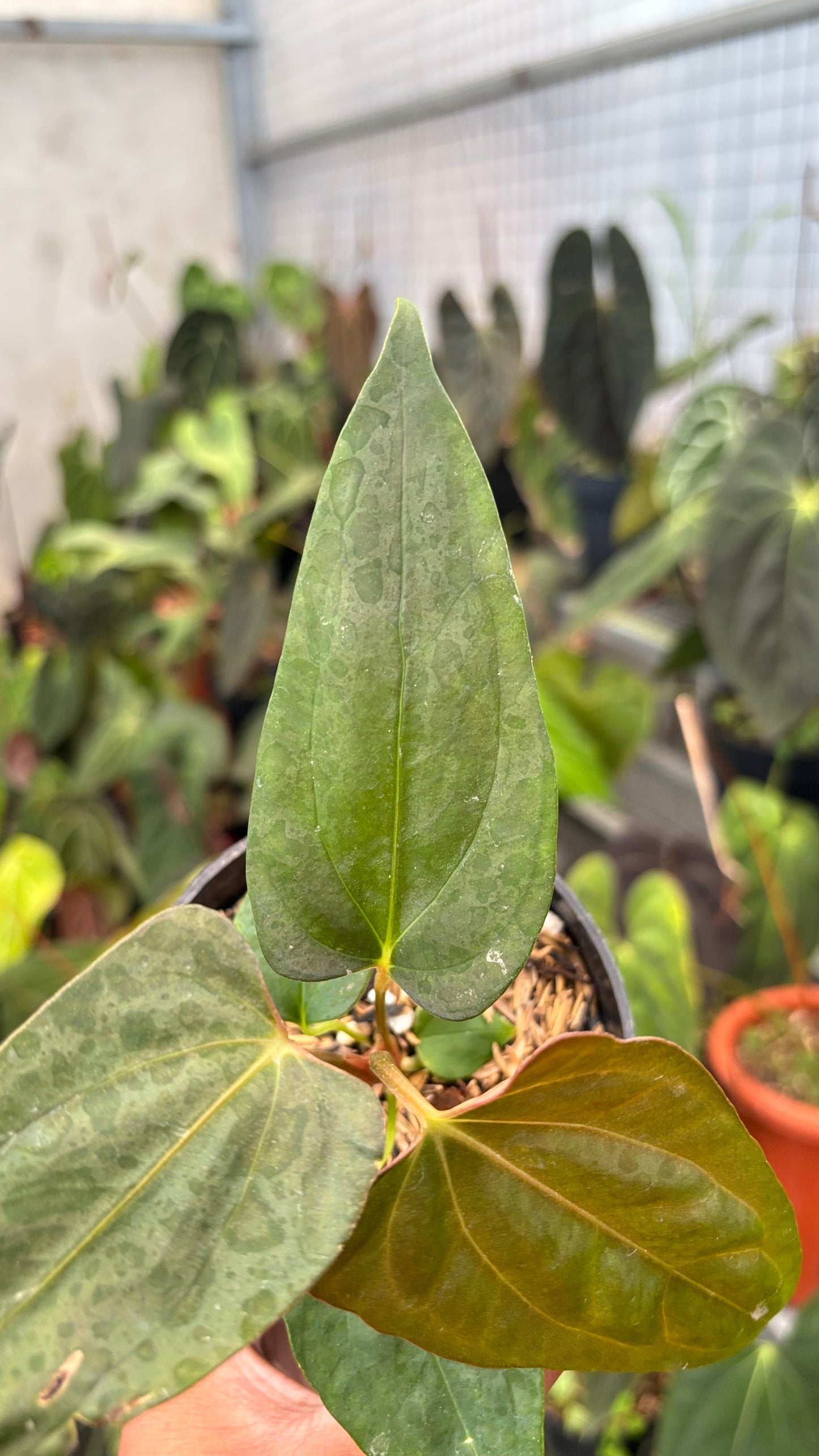 Anthurium Portillae Indo x RL