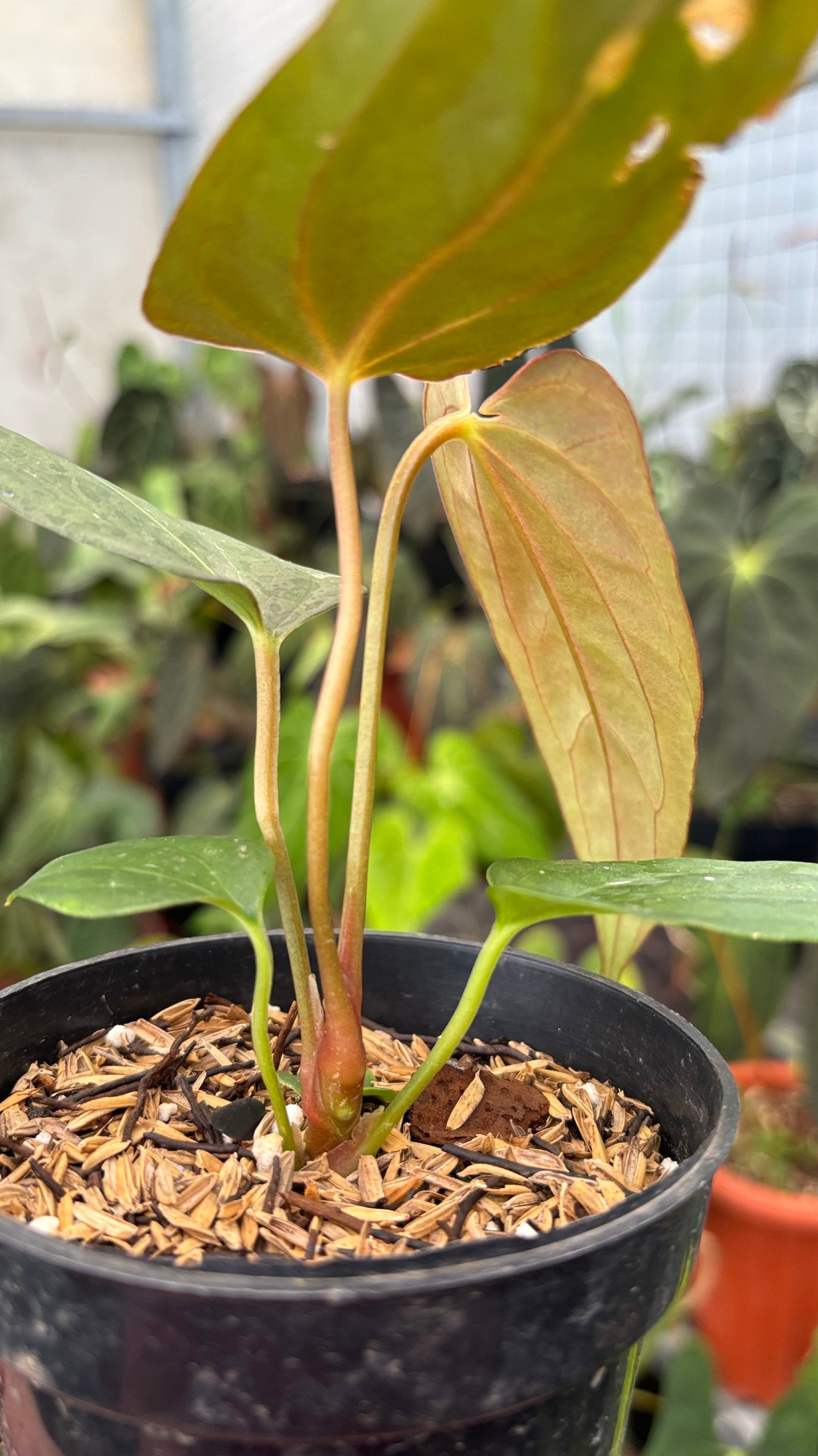 Anthurium Portilae Indo x RL — photo 4