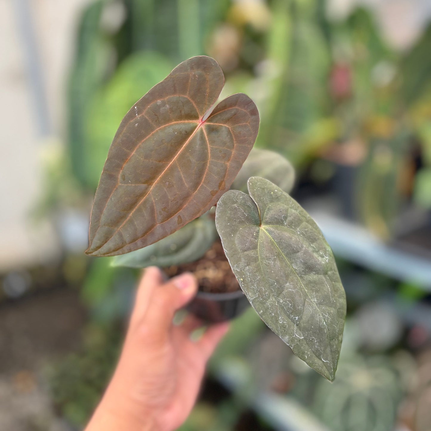 Anthurium RVDP x Black Muscle - Indonesian Rare Plants