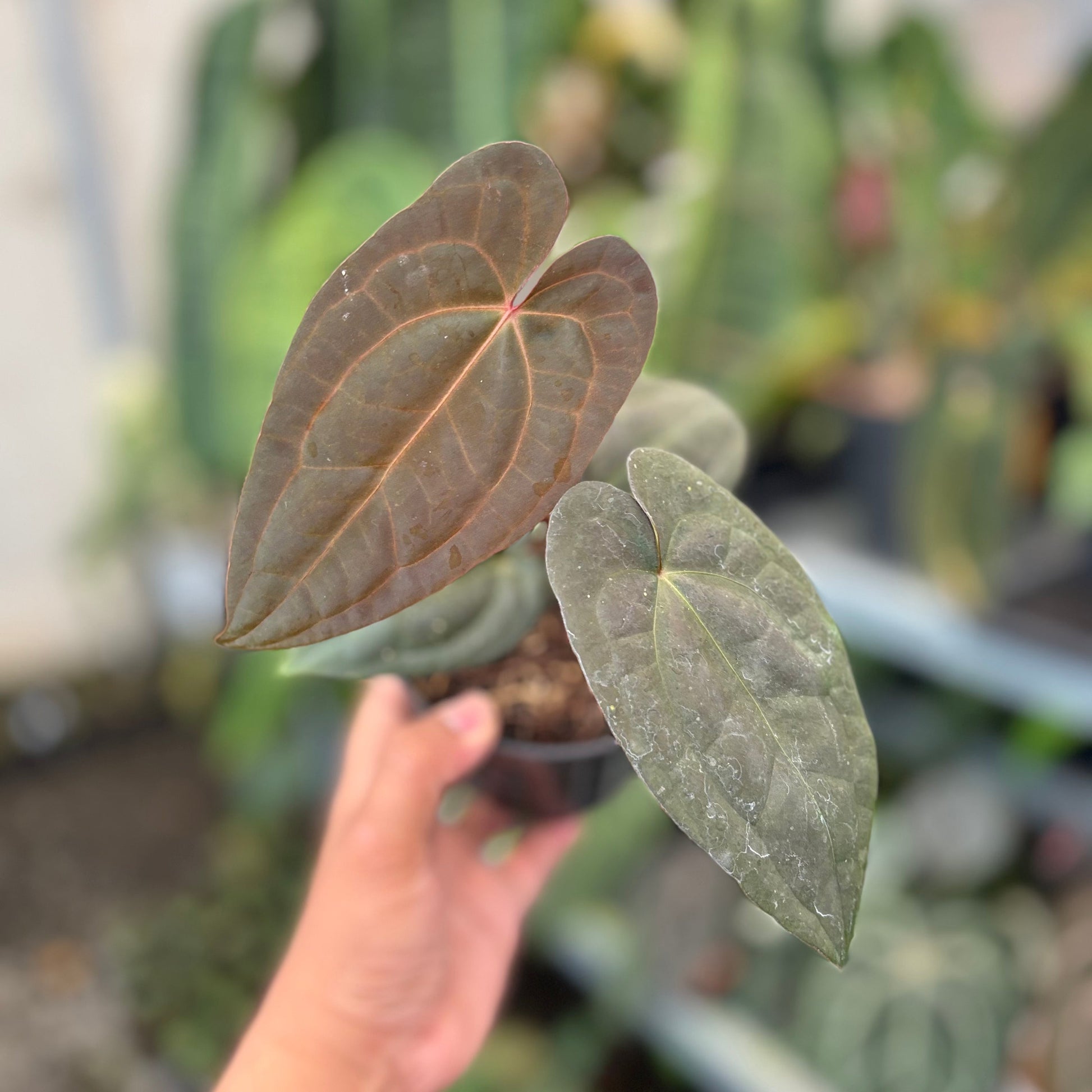 Anthurium RVDP x Black Muscle - Indonesian Rare Plants