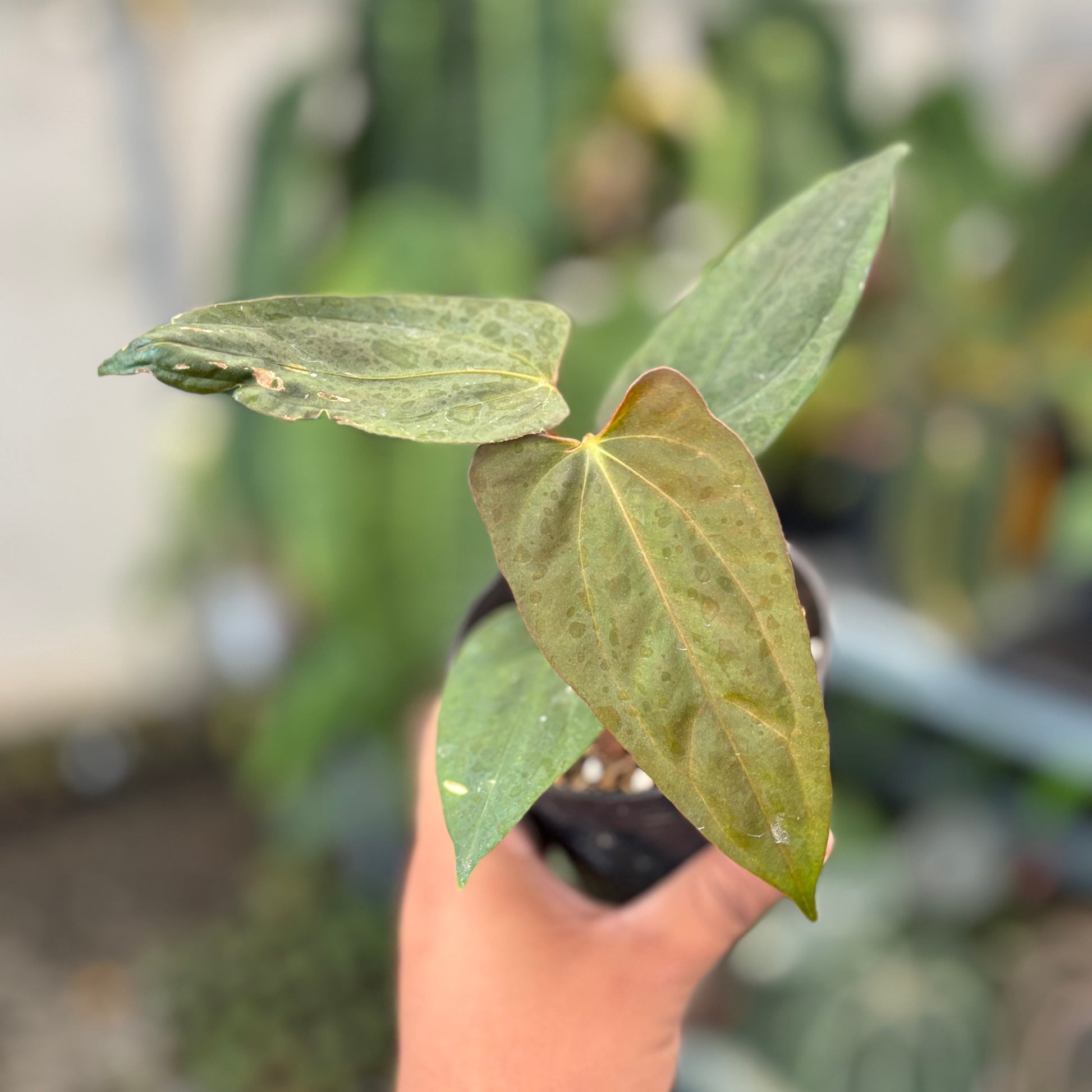 Anthurium Portillae Indo x RL - Indonesian Rare Plants