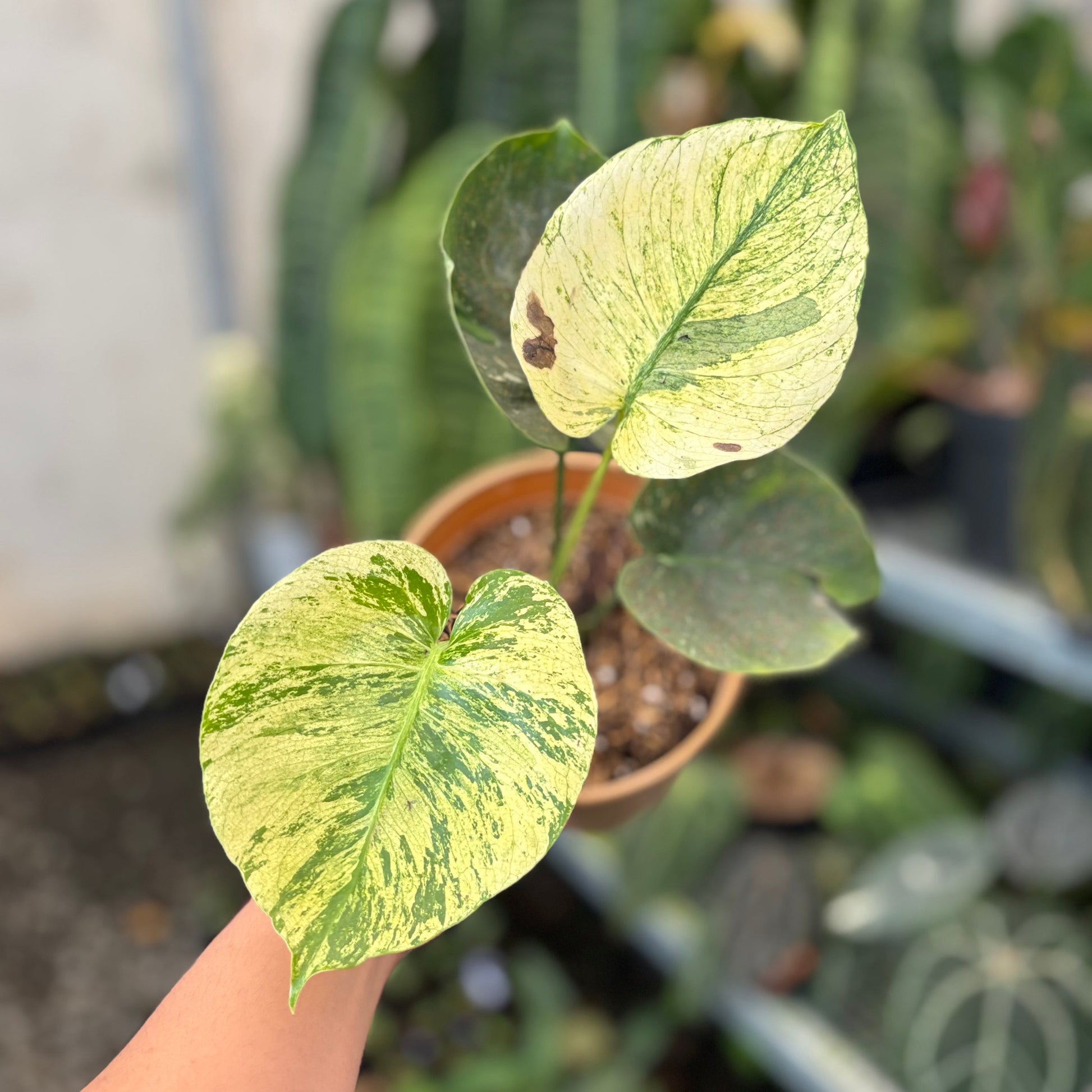 Monstera Deliciosa "Siam Mint" - Indonesian Rare Plants