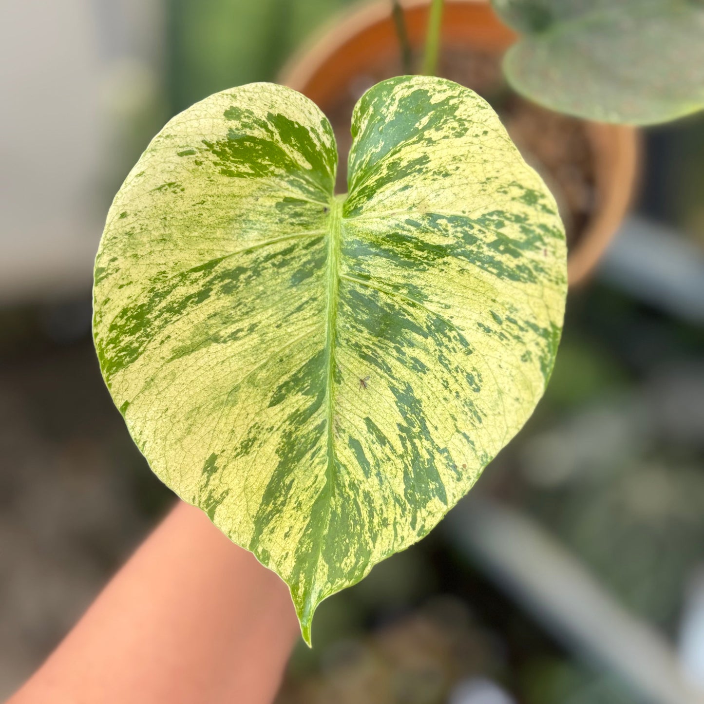 Monstera Deliciosa "Siam Mint"
