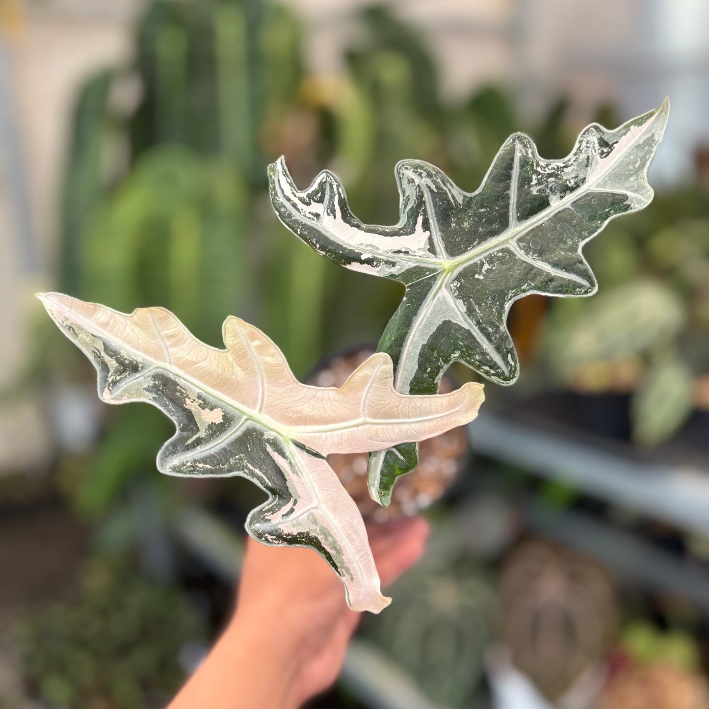Alocasia Nobilis Variegated - Indonesian Rare Plants