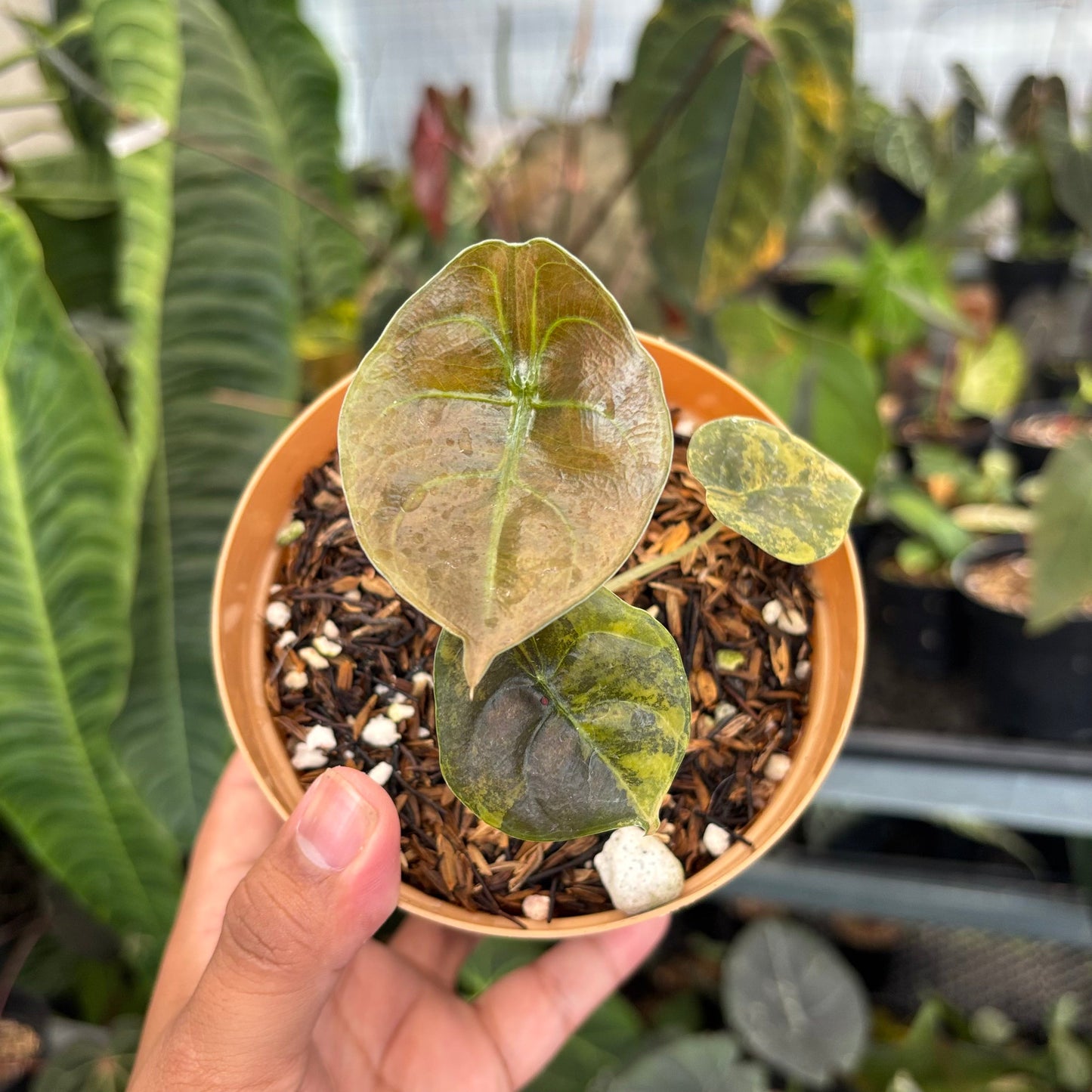 Alocasia Cuprea Latte - Indonesian Rare Plants