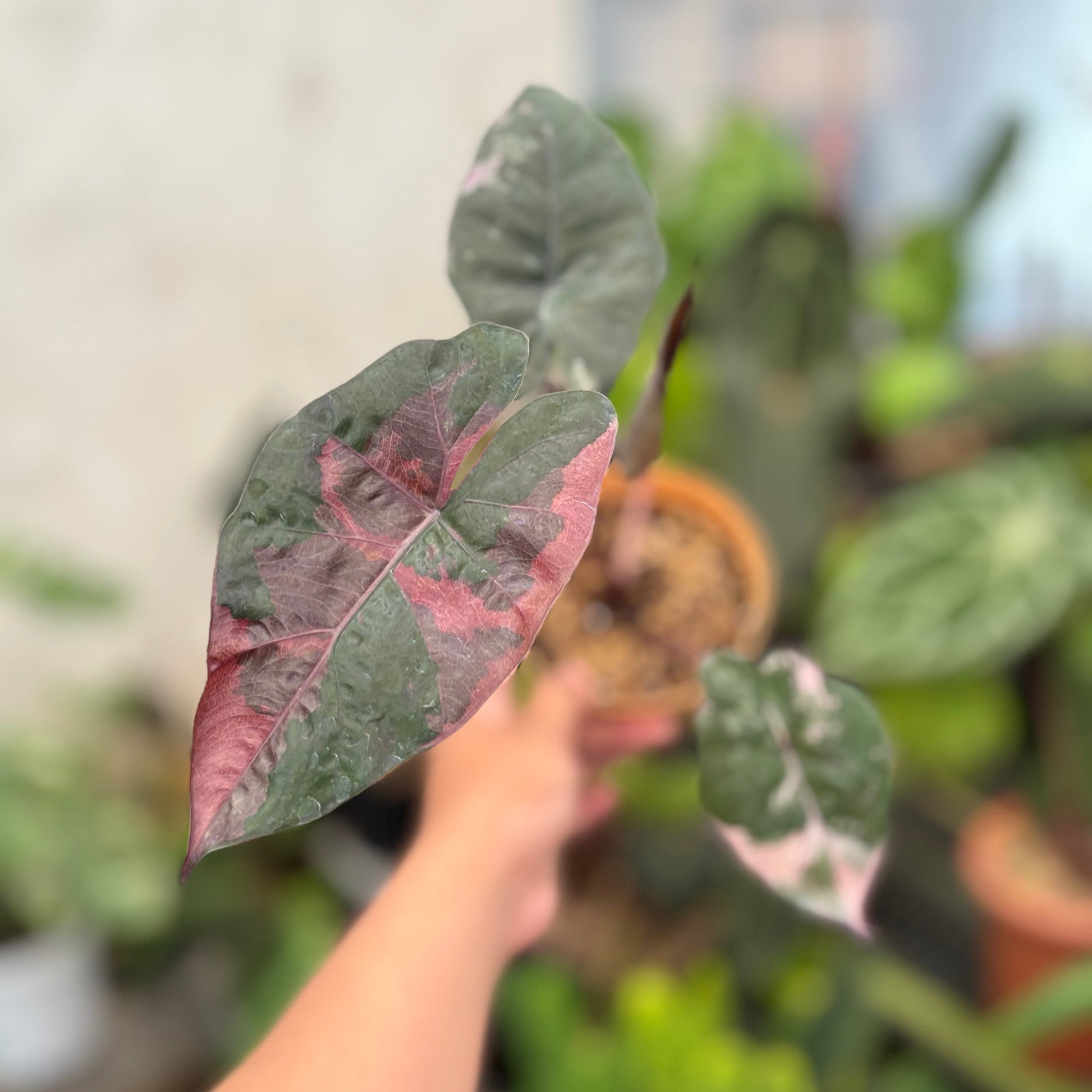 Alocasia Yucatan Princess - Indonesian Rare Plants