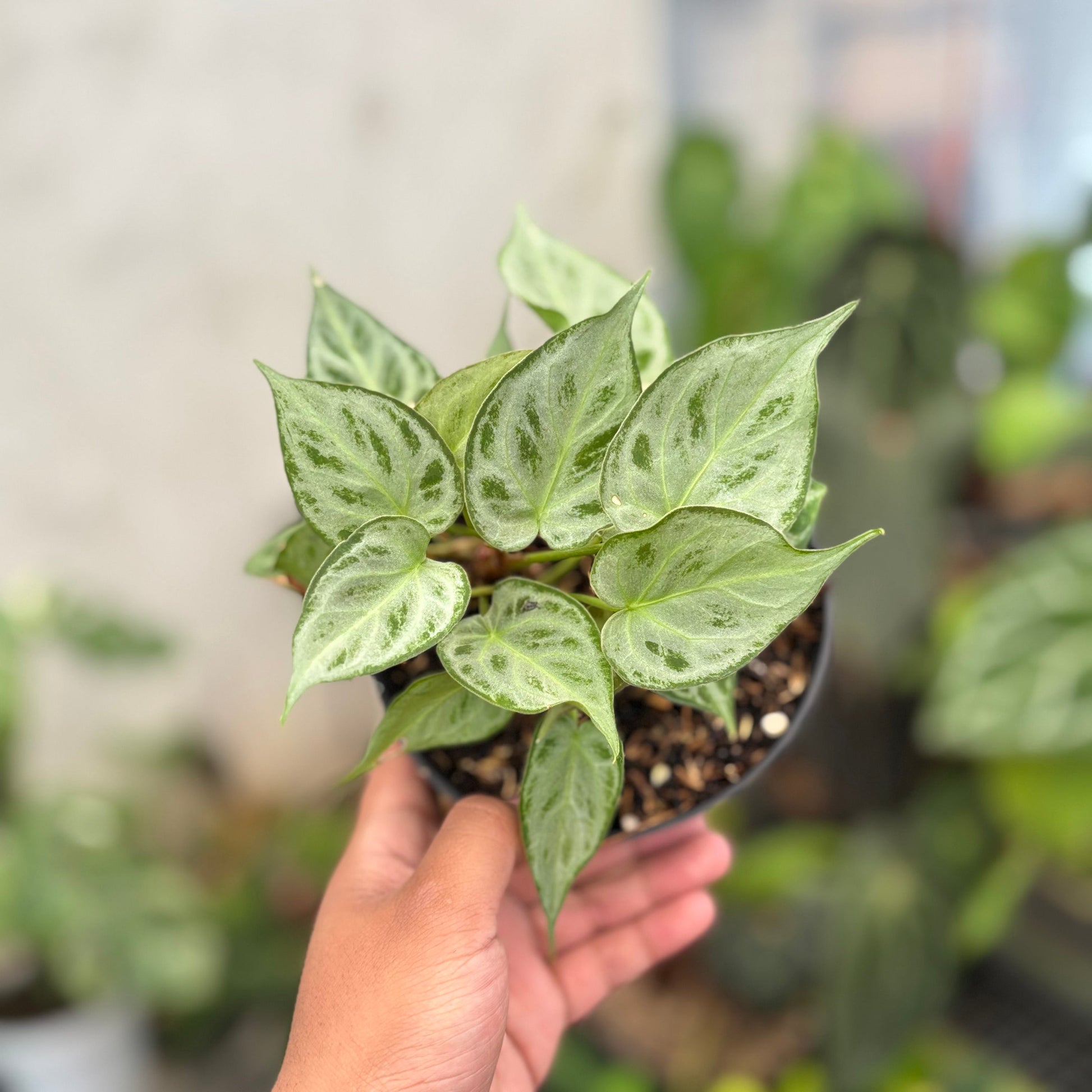 Anthurim Silver minion - Indonesian Rare Plants