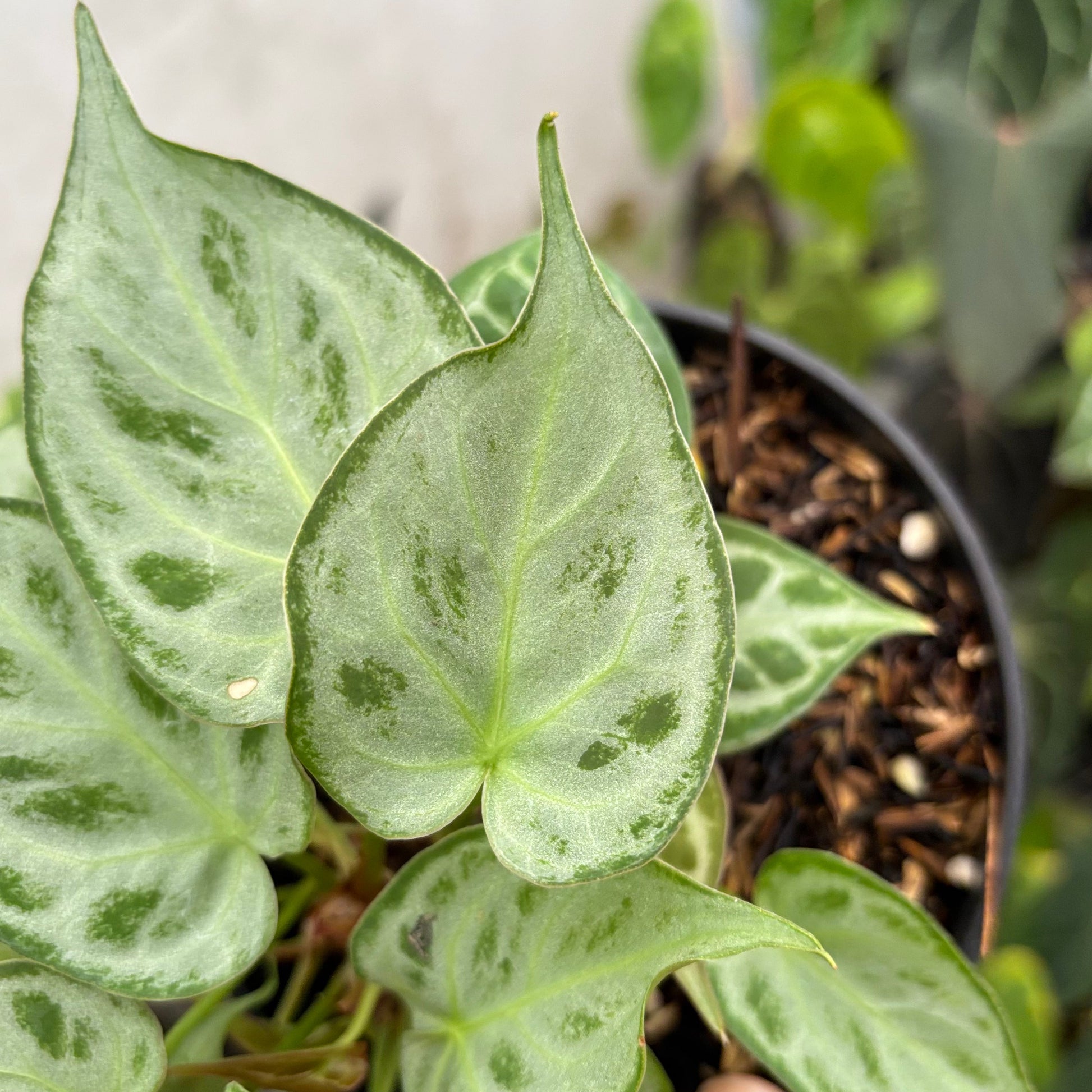 Anthurium Silver minion — photo 3