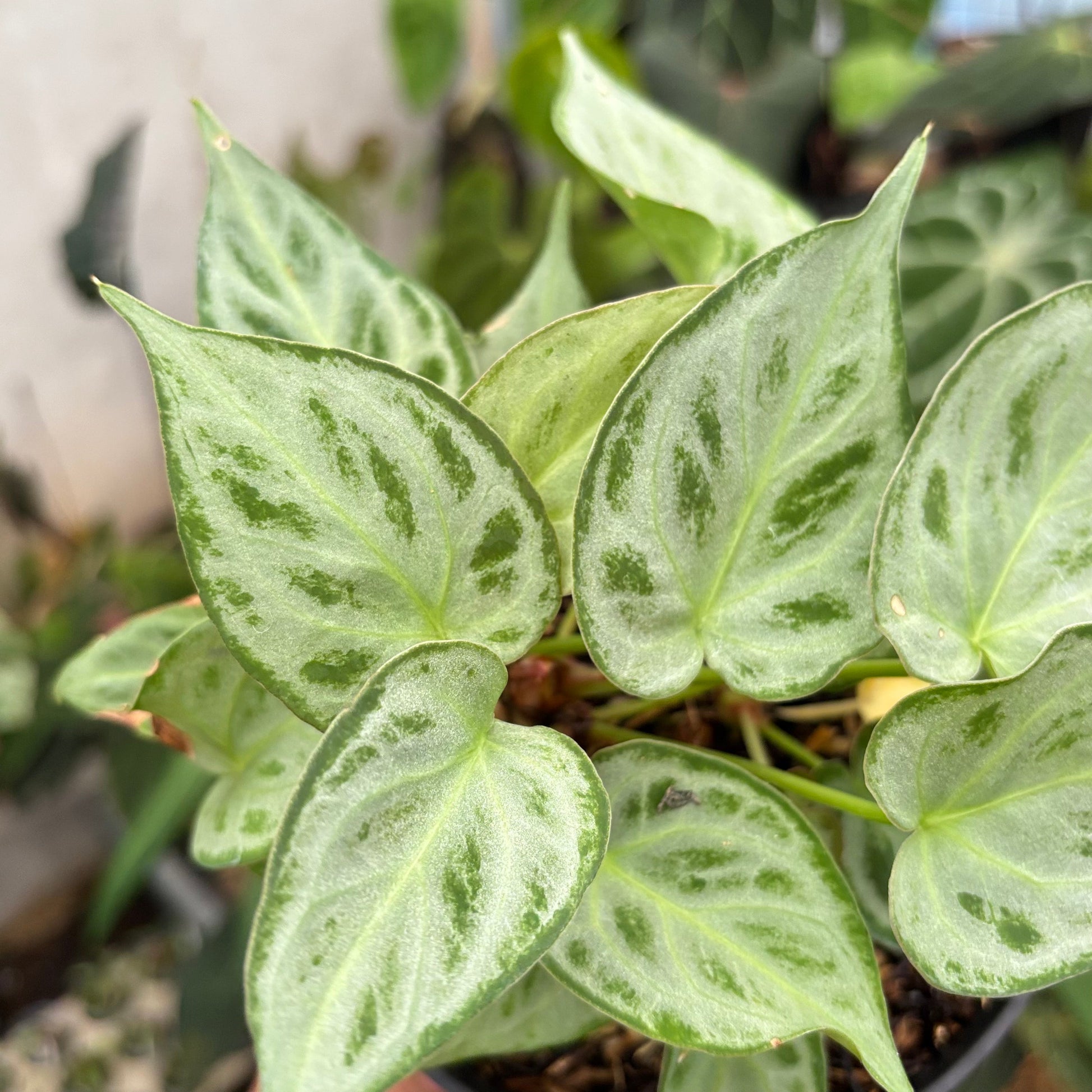 Anthurium Silver minion — photo 4