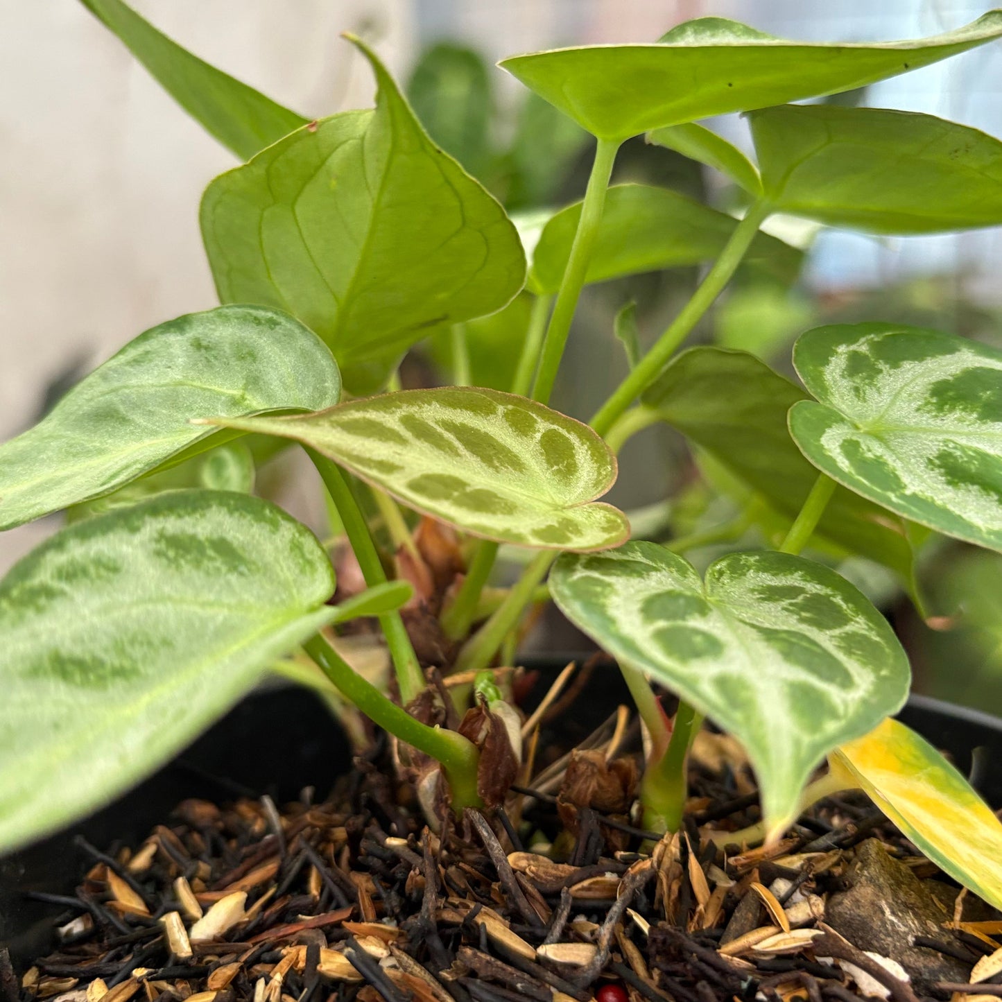 Anthurium Silver minion — photo 5