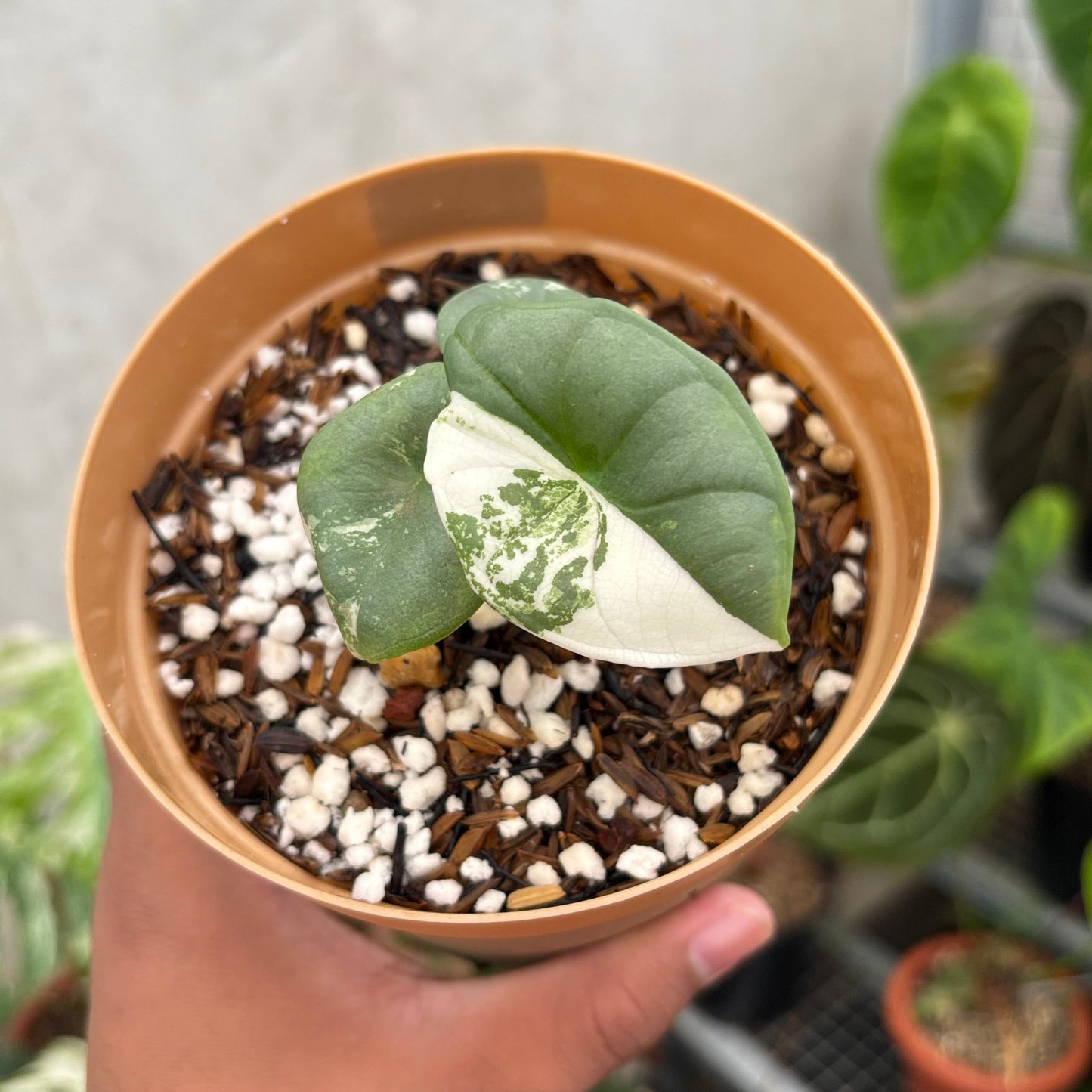 Alocasia Nebula Albo - Indonesian Rare Plants