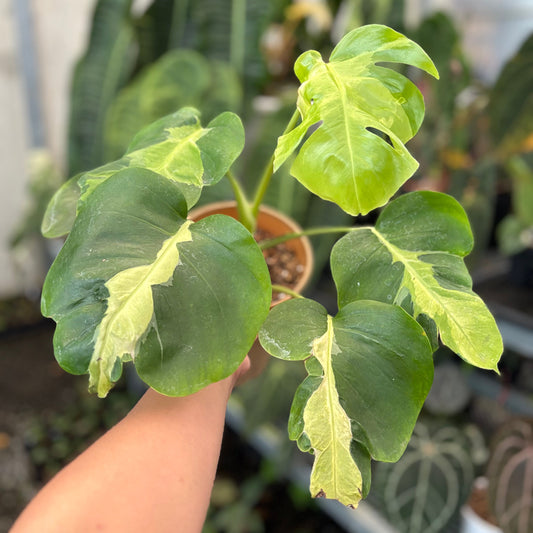 Monstera White Lava - Indonesian Rare Plants