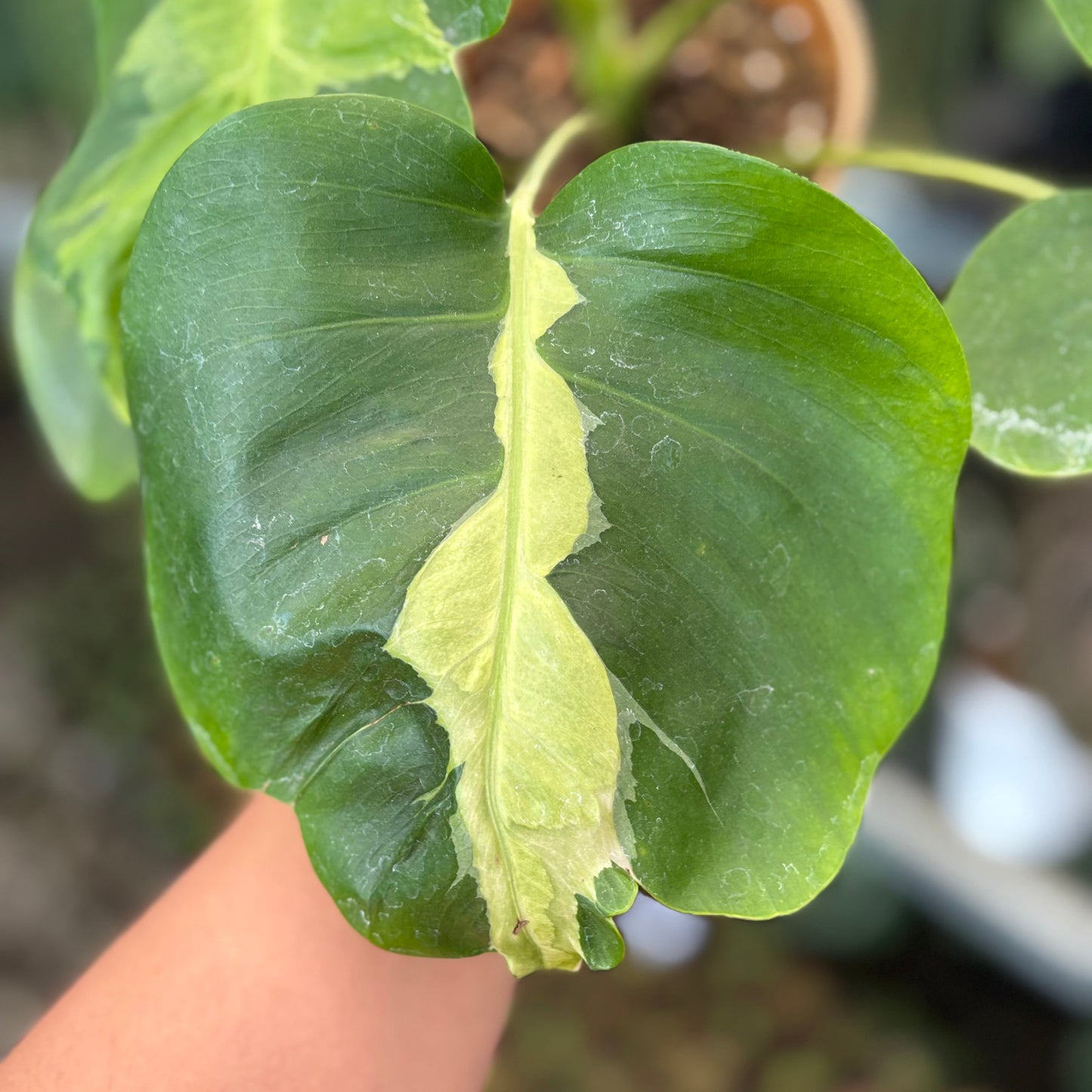 Monstera White Lava