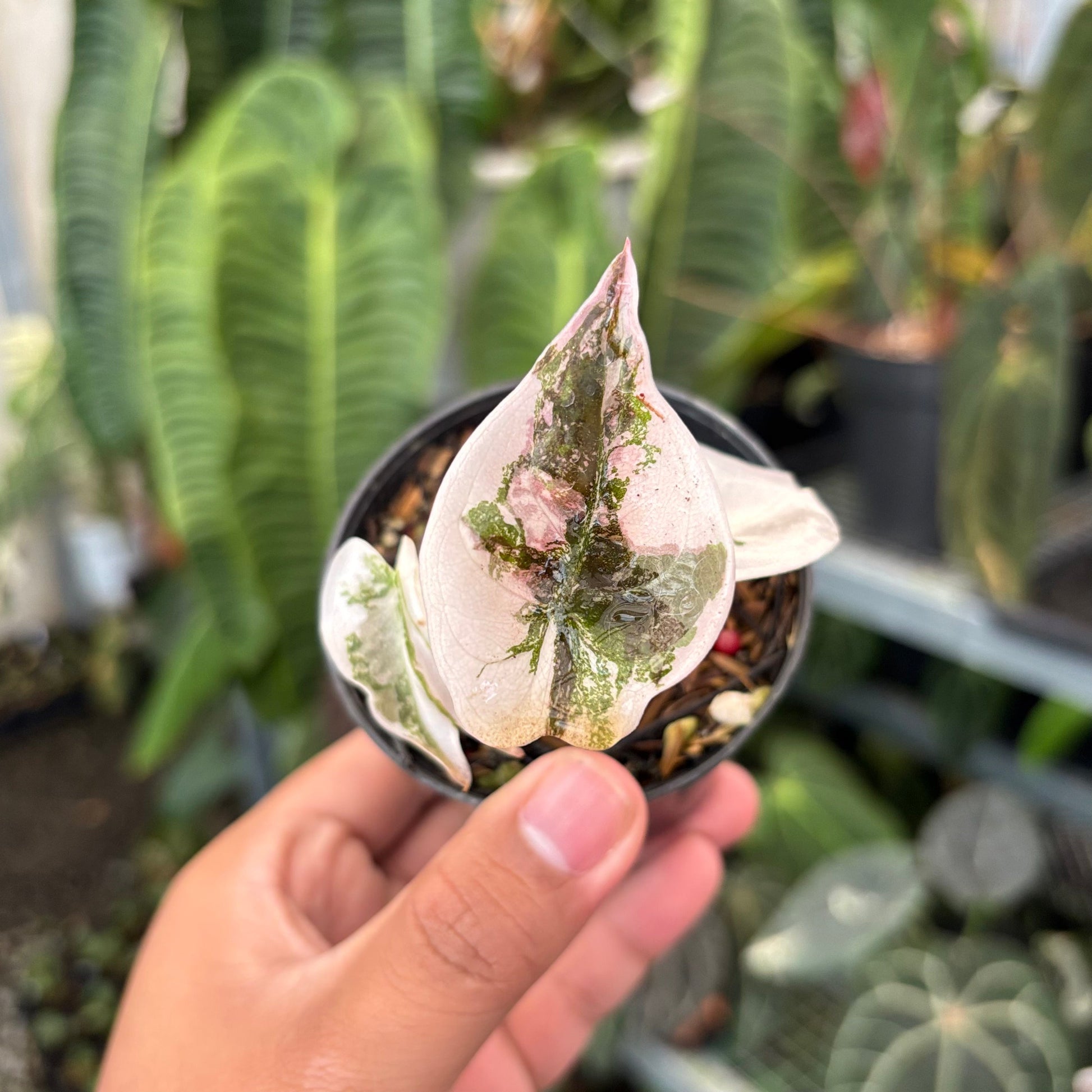 Alocasia Cuprea Pink Variegated - Indonesian Rare Plants