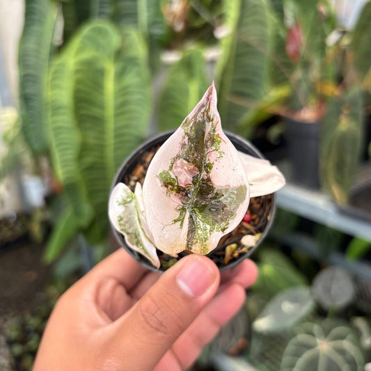 Alocasia Cuprea Pink Variegated - Indonesian Rare Plants