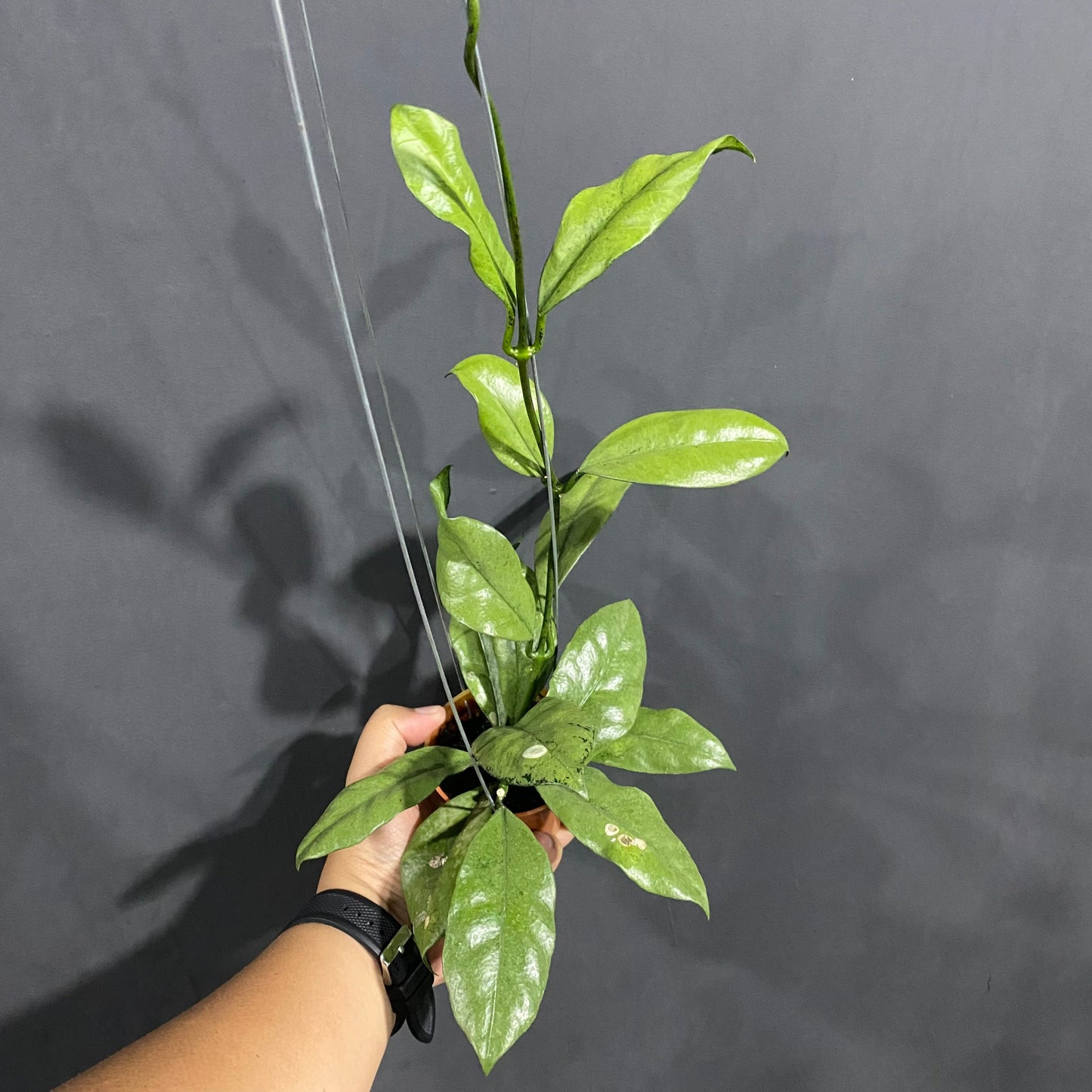 Hoya Grifithii Silver - Indonesian Rare Plants