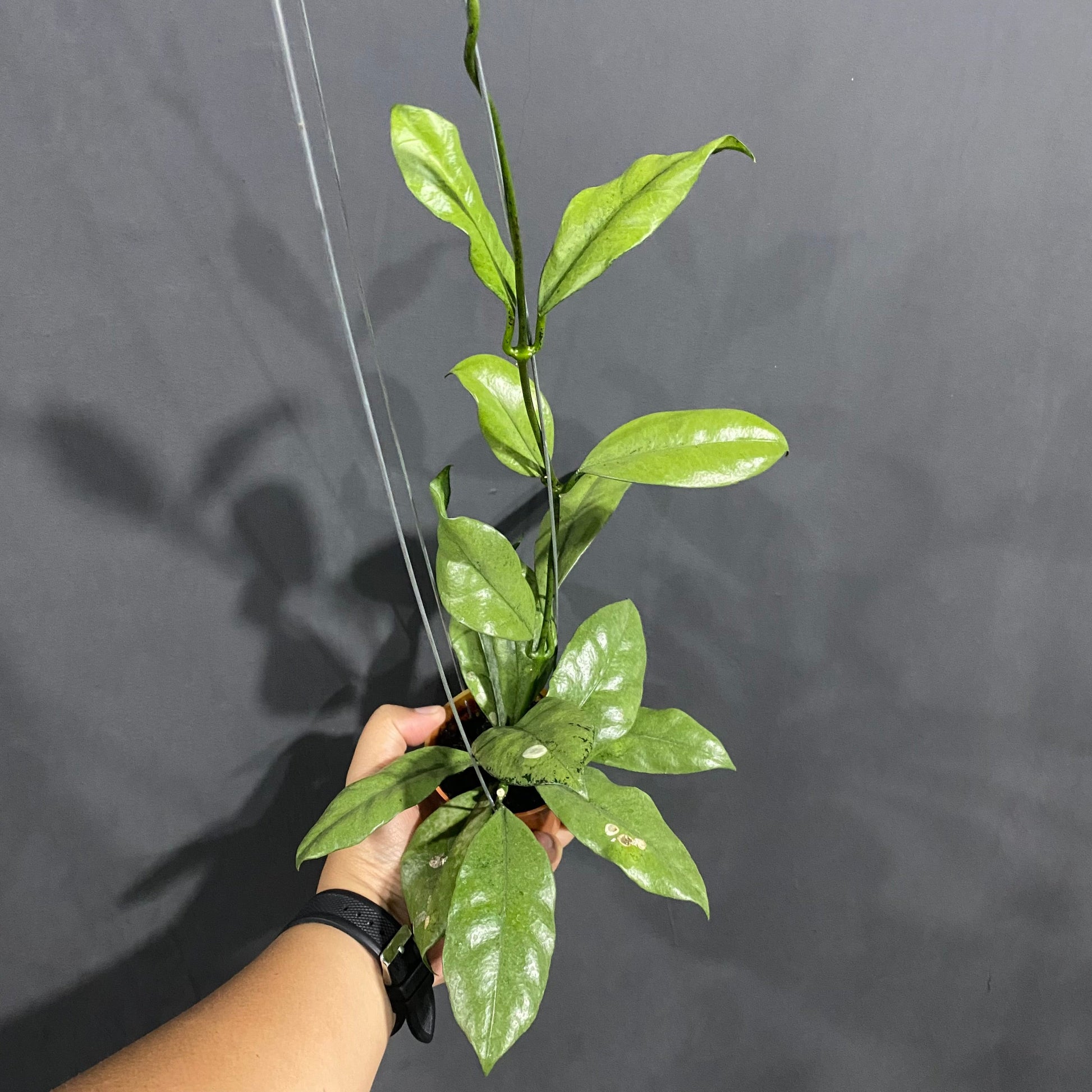 Hoya Grifithii Silver - Indonesian Rare Plants