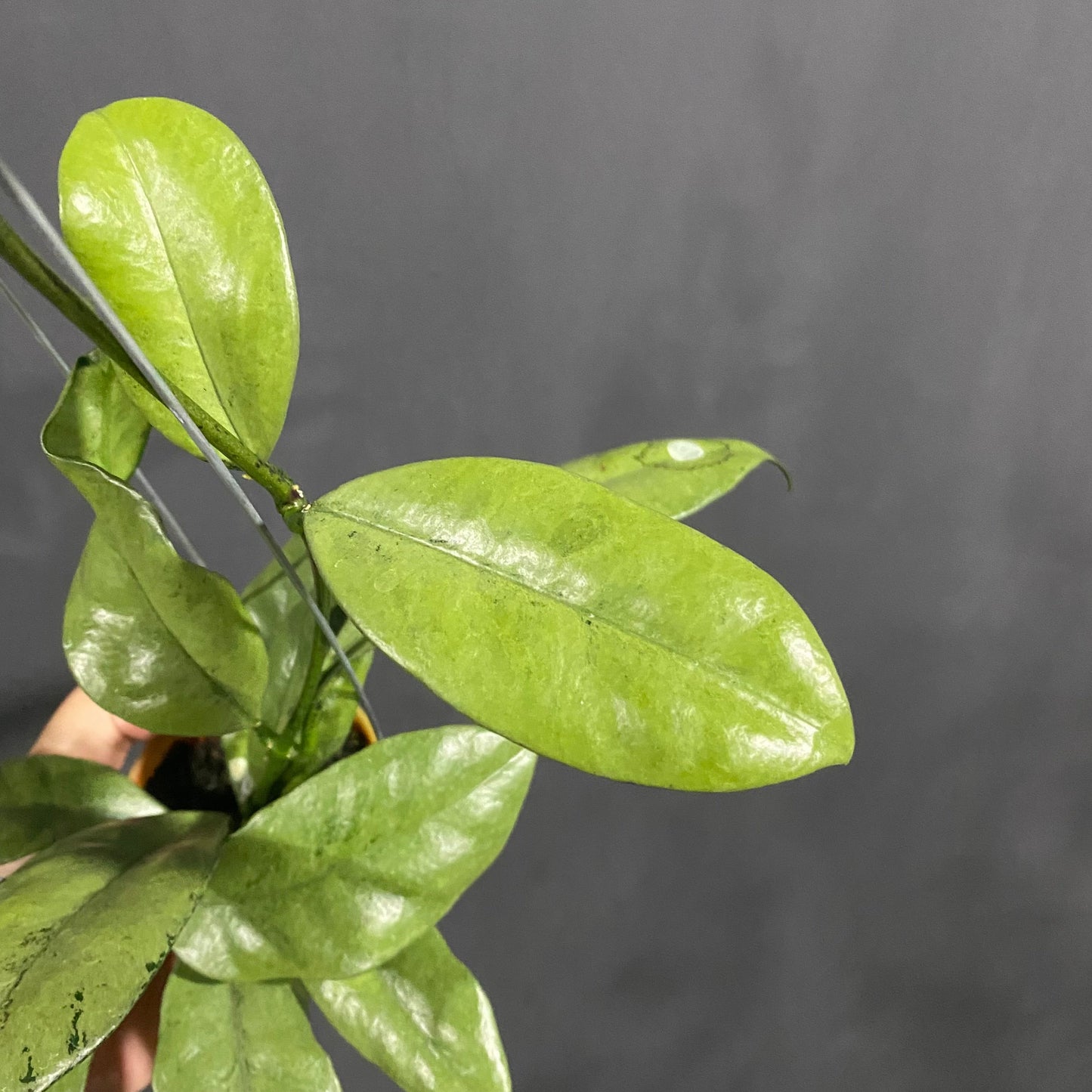 Hoya Grifithii Silver