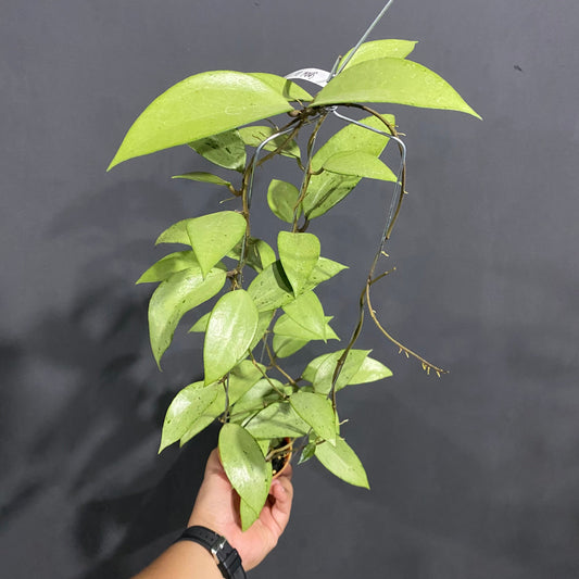 Hoya Snow Cui Silver - Indonesian Rare Plants