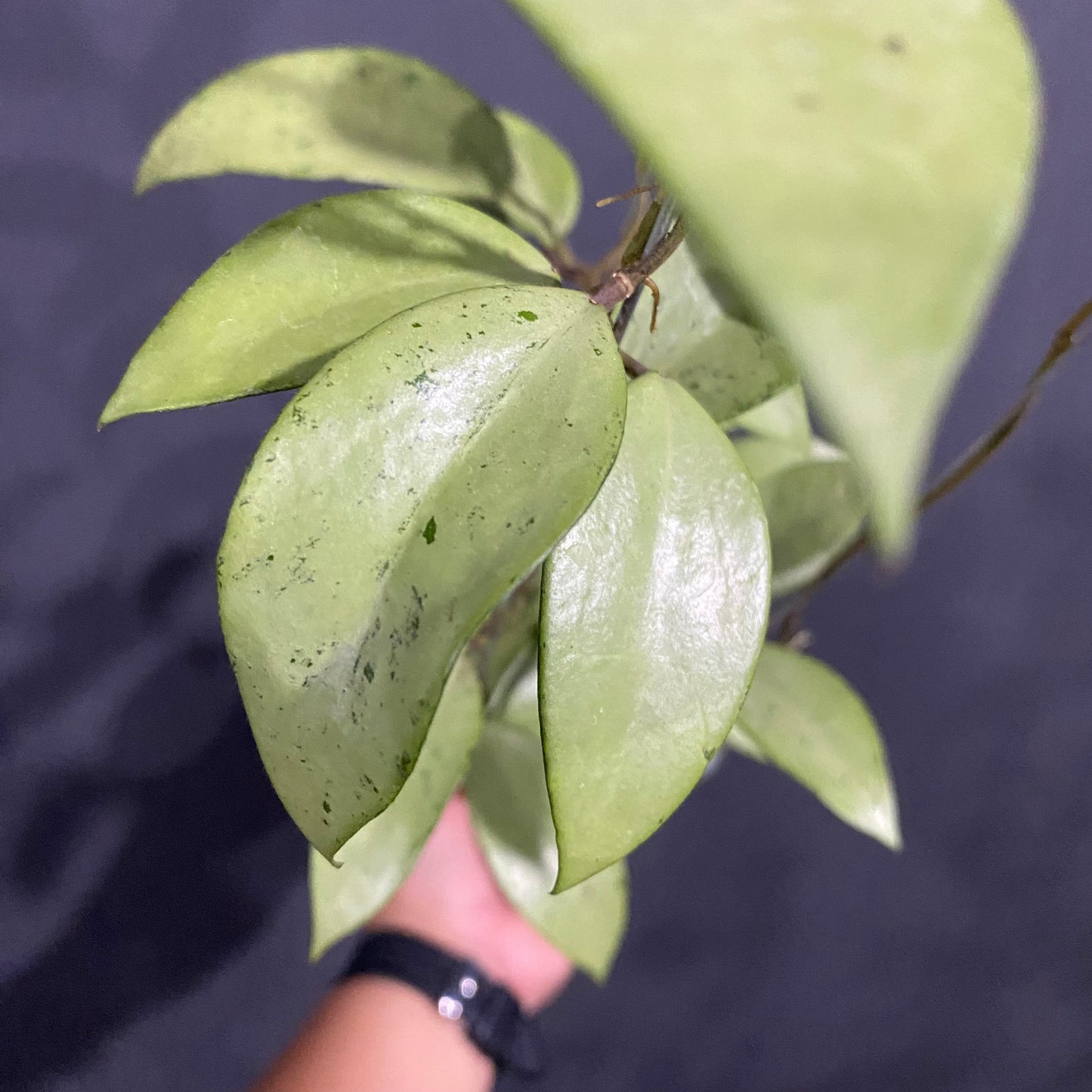 Hoya Snow Cui Silver