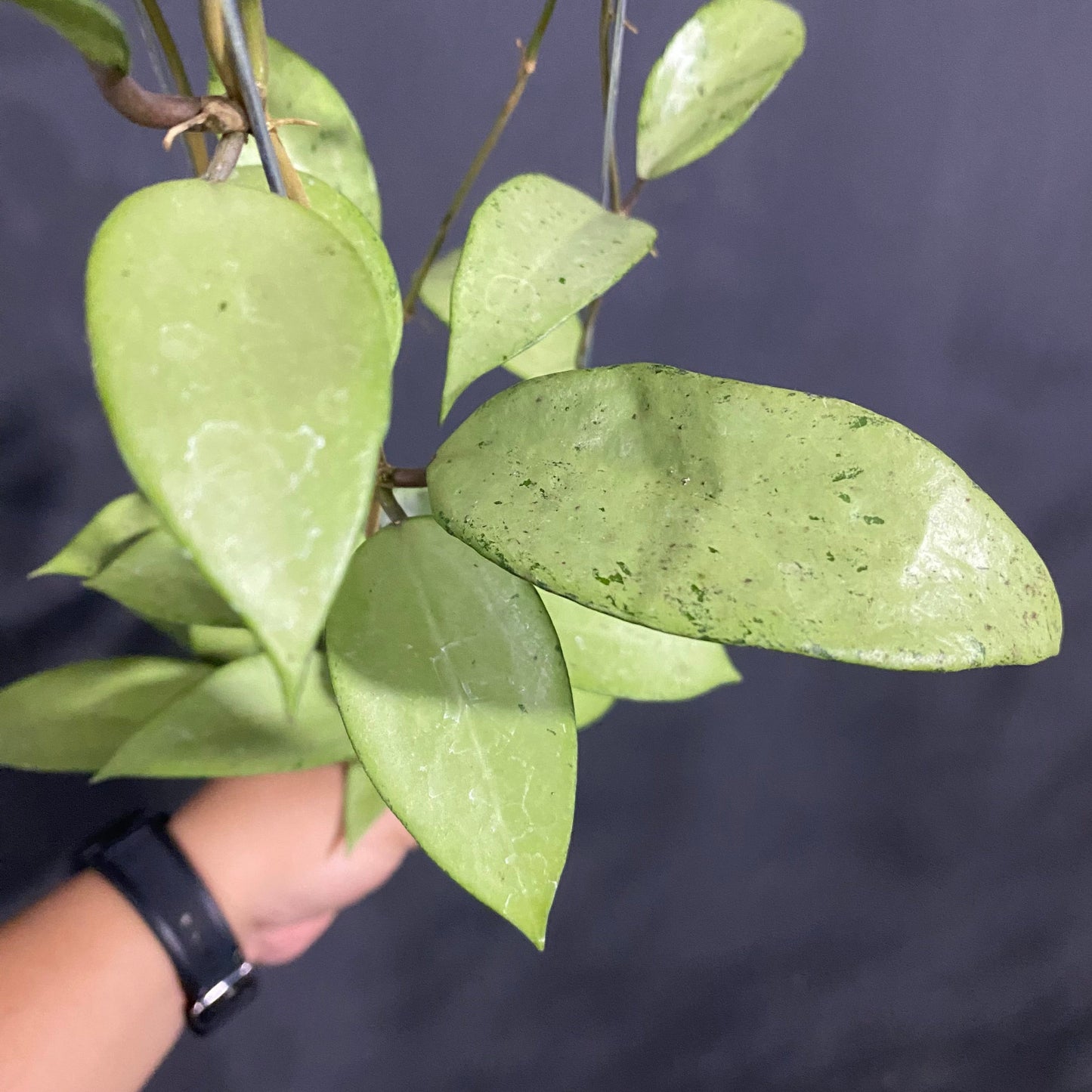 Hoya Snow Cui Silver