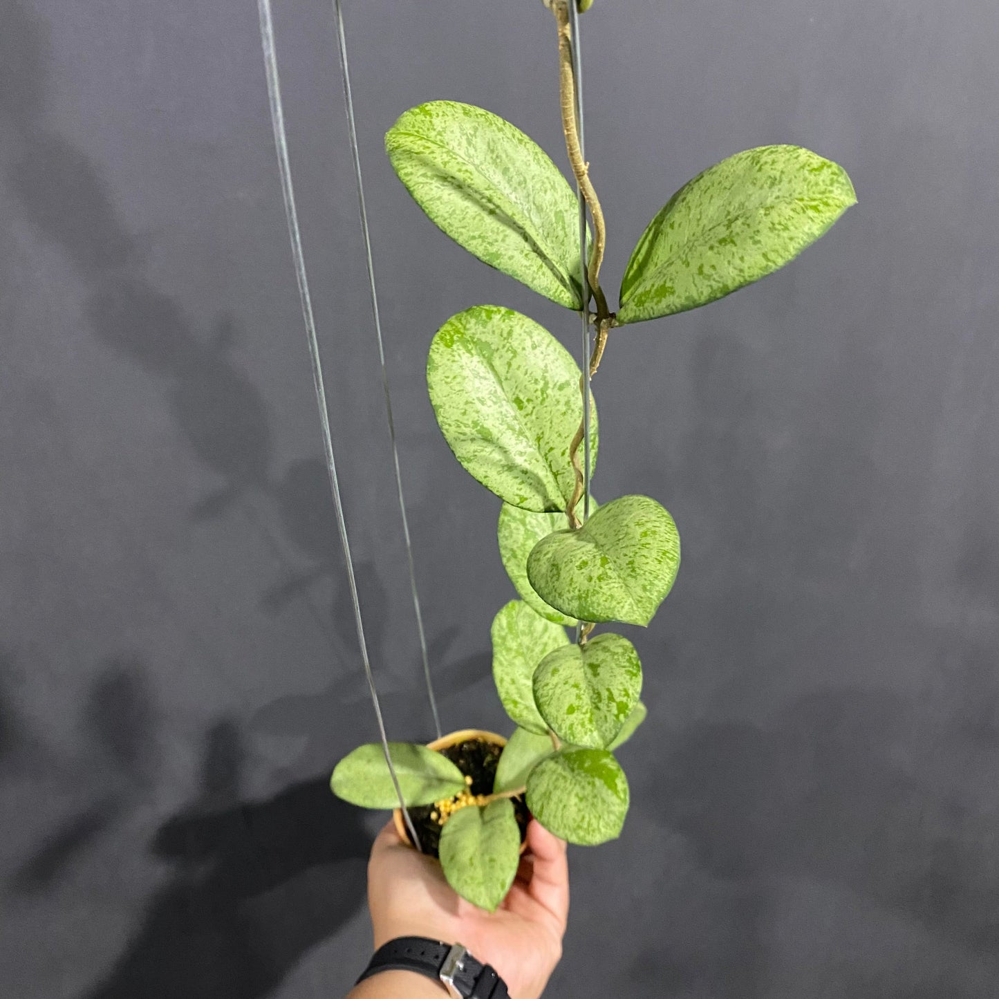 Hoya Meena Silver - Indonesian Rare Plants