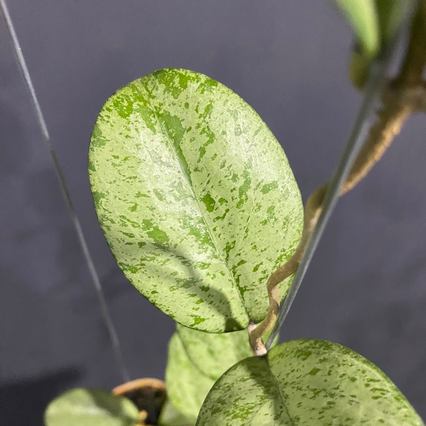 Hoya Meena Silver