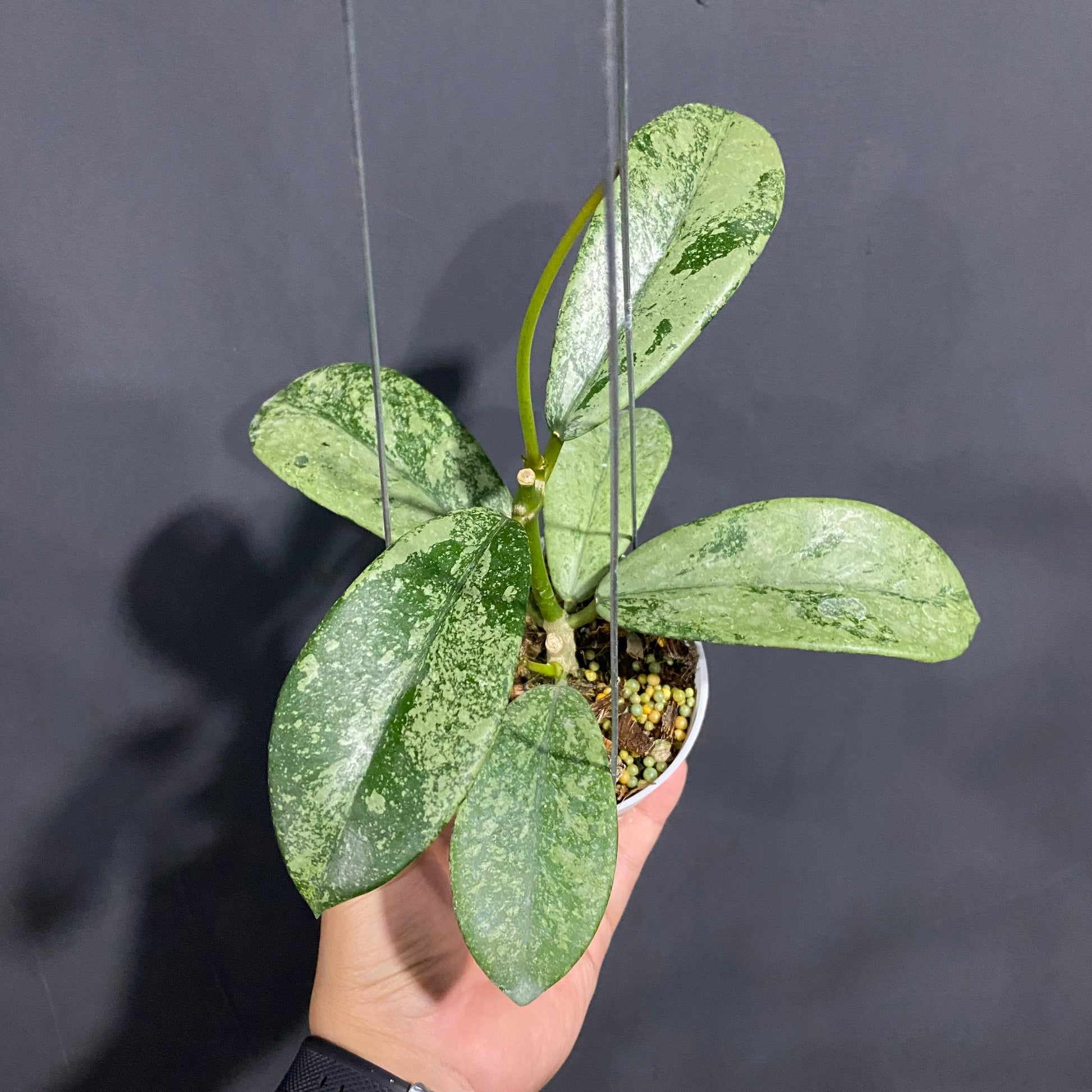 Hoya Diversifolia Silver - Indonesian Rare Plants