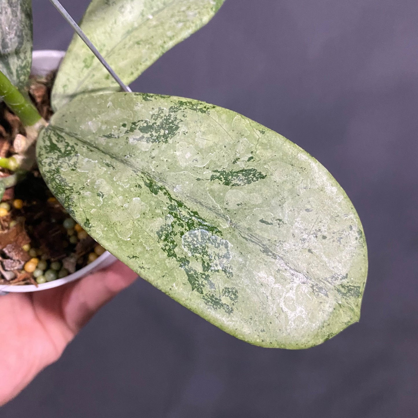 Hoya Diversifolia Silver