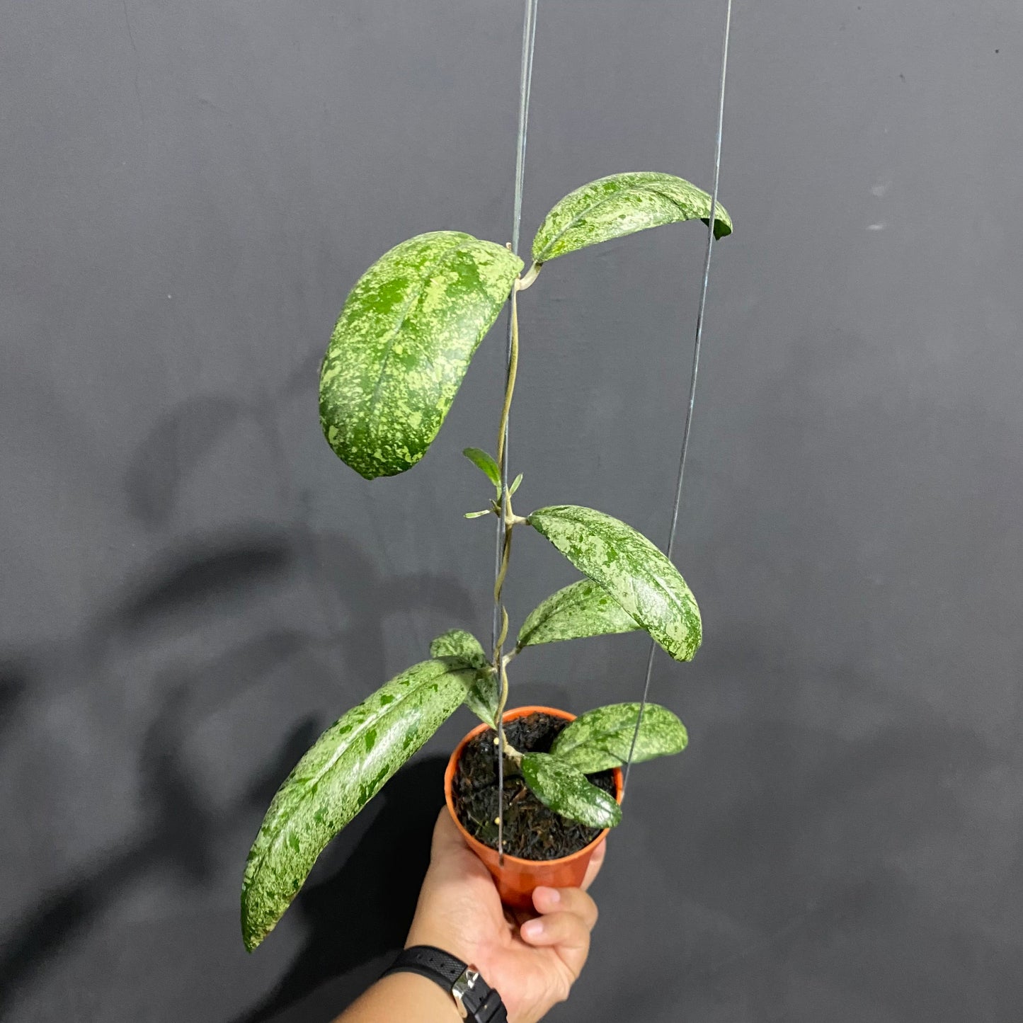 Hoya Aztec Gems Silver - Indonesian Rare Plants