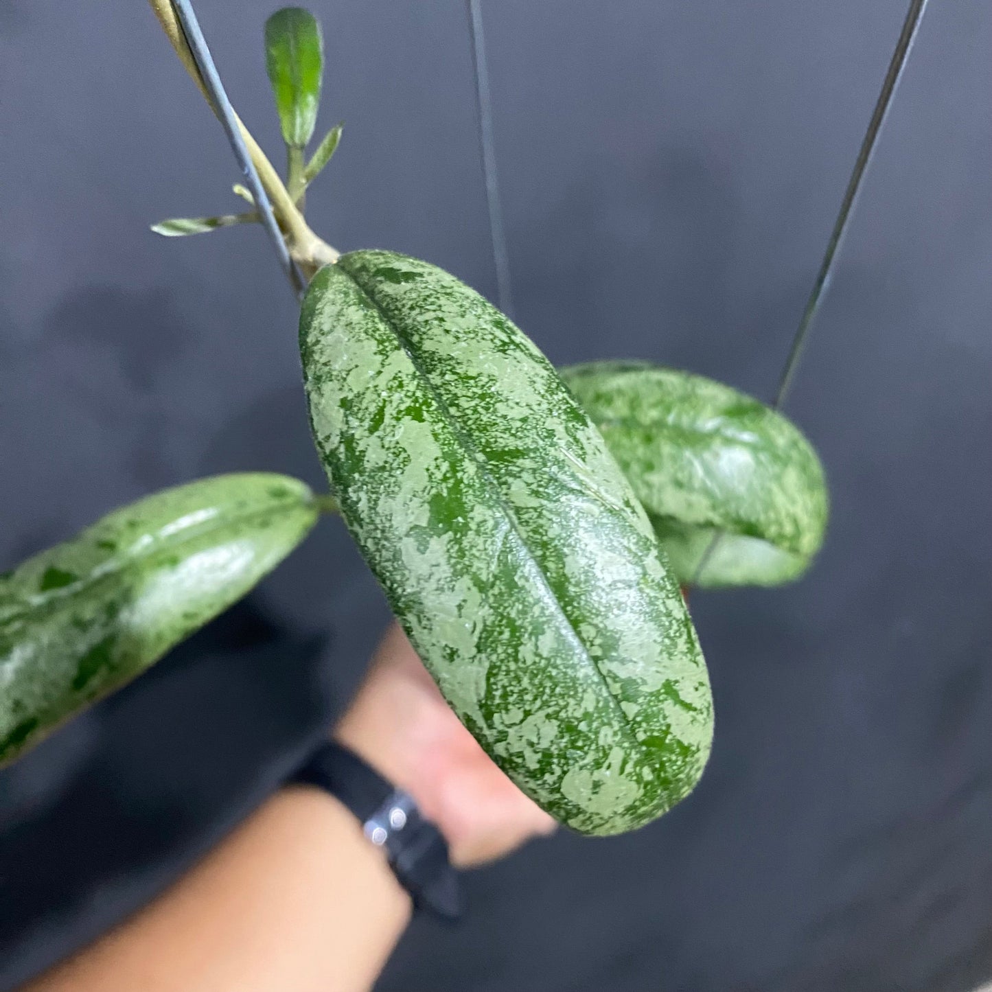 Hoya Aztec Gems Silver