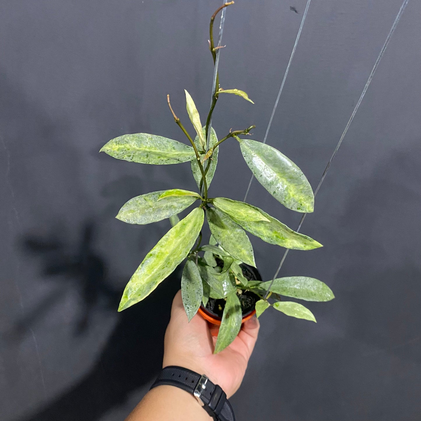 Hoya Lacunosa Winter Pandora - Indonesian Rare Plants
